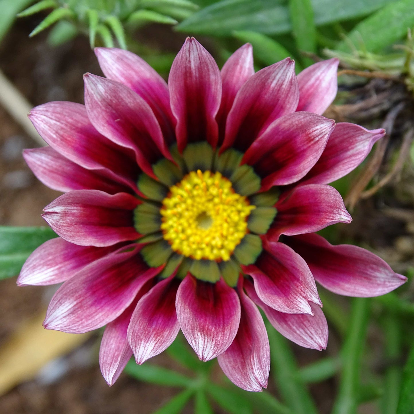 50Pcs Gerbera Daisy Seeds