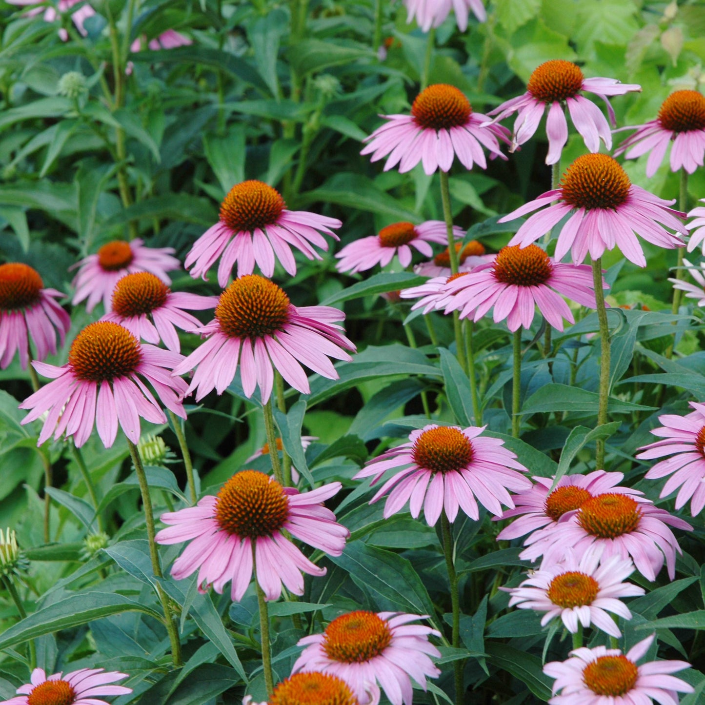 20Pcs Coneflower (Echinacea Purpurea) Flower Seeds