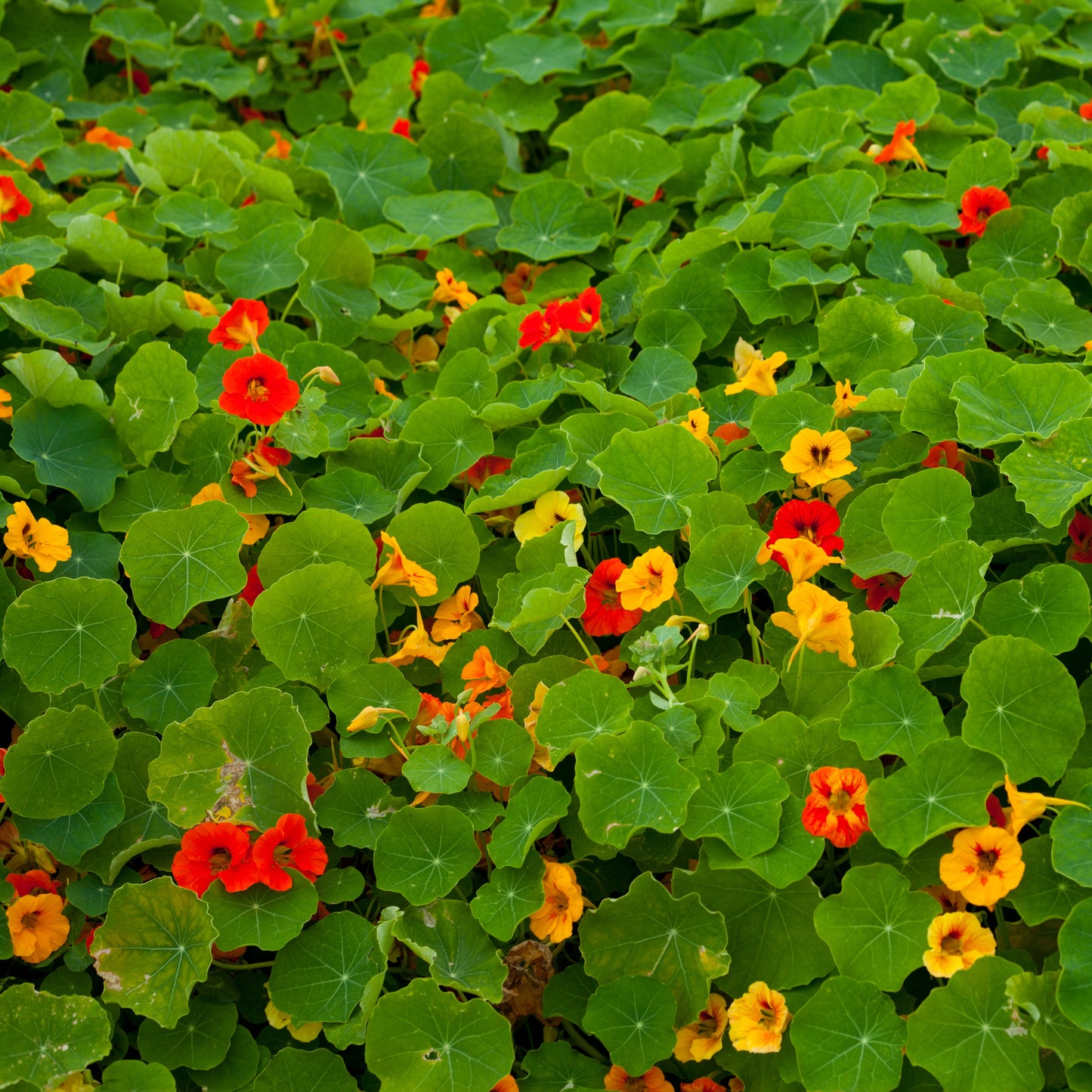 100Pcs Nasturtium Flower Seeds Pack