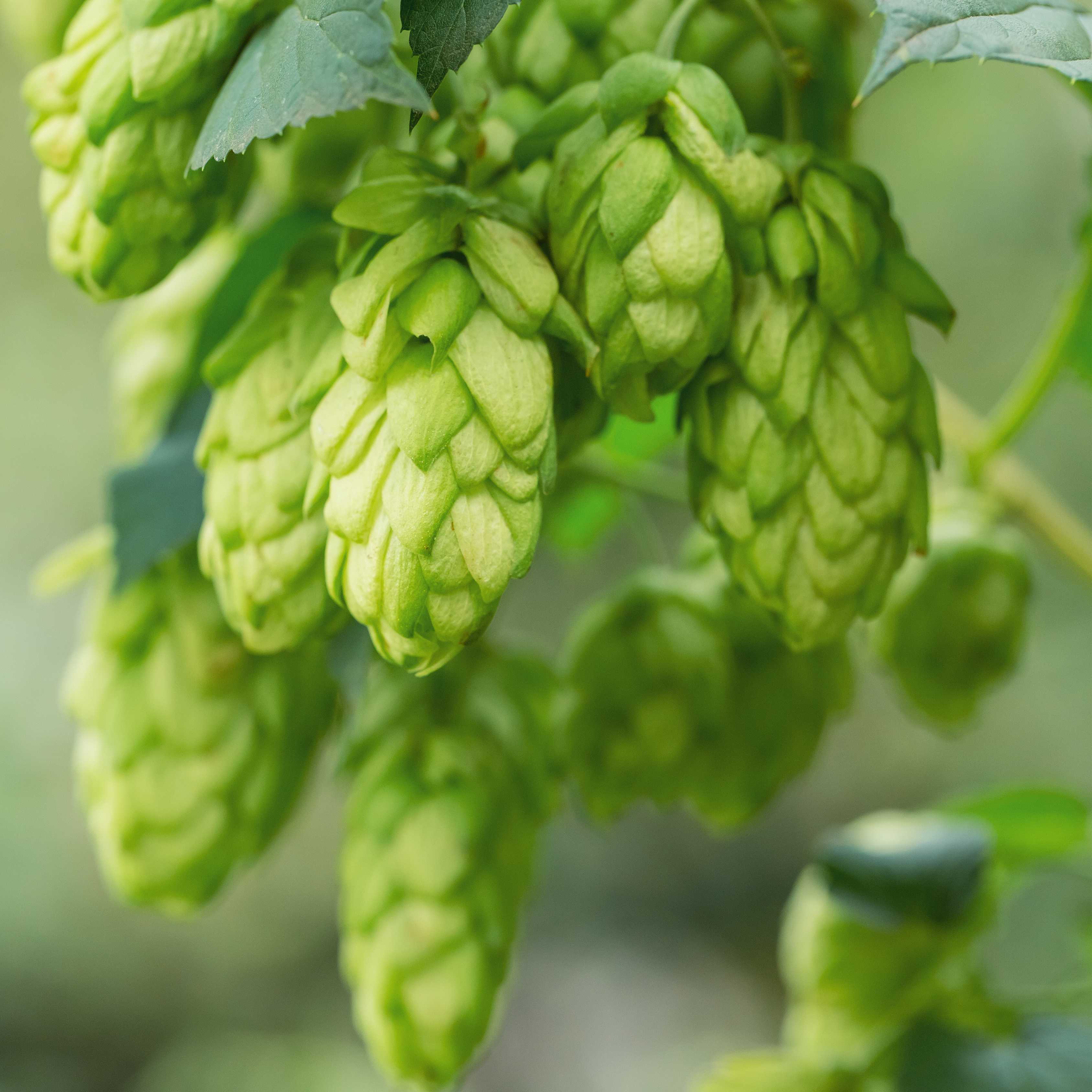 10Pcs Hops (Humulus lupulus) Seeds, Brew Your Own Beer, Easy To Plant