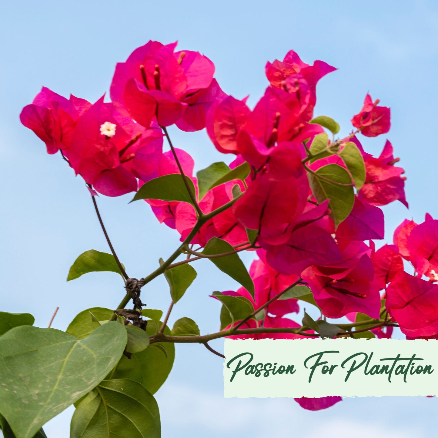 20Pcs Tropical Bougainvillea Exotic Flower Seeds