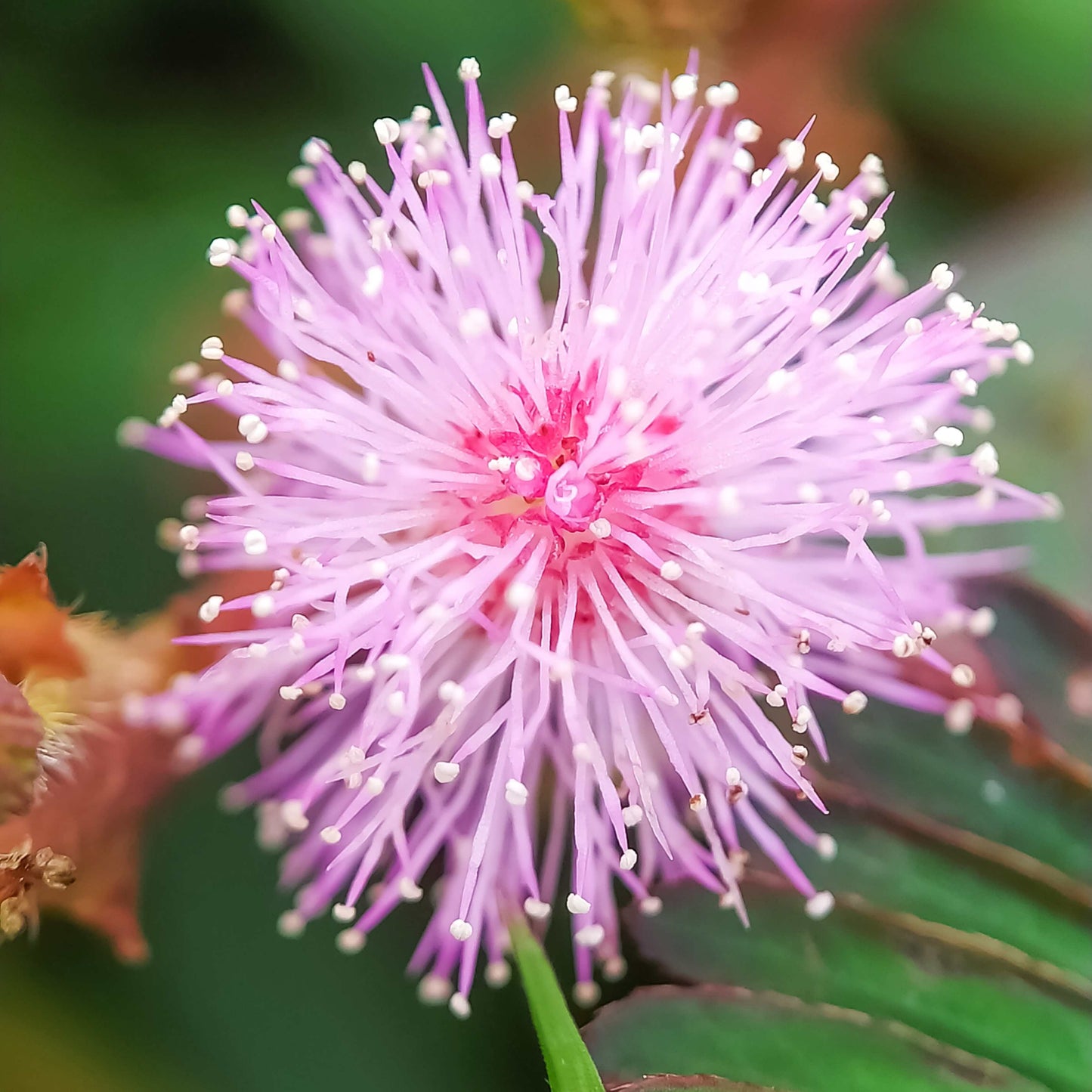 100Pcs Mimosa Pudica Linn Bashful Grass Seeds