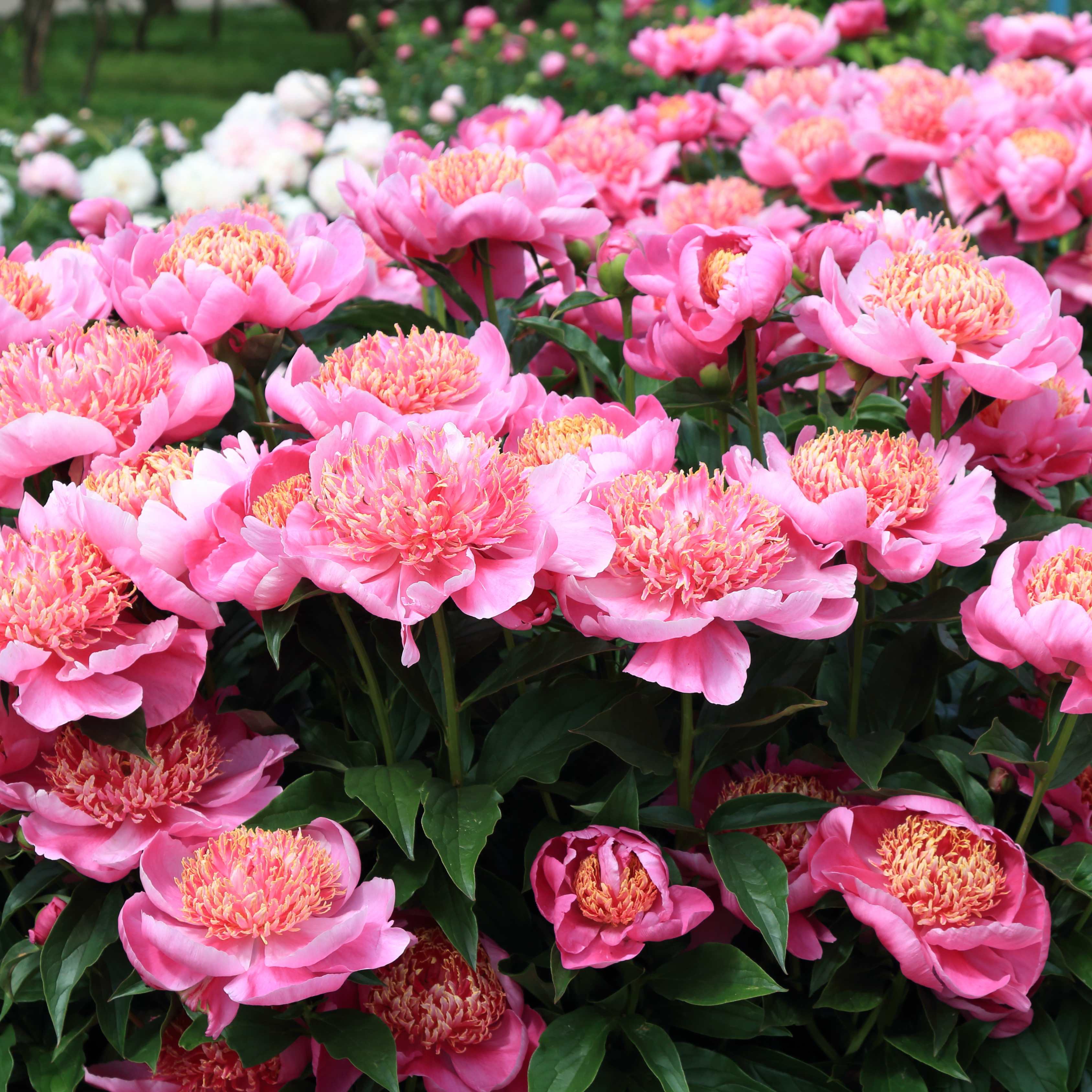 10Pcs Peony Flower Seeds, Attracts Bees and Butterflies, Honey Bee Flower