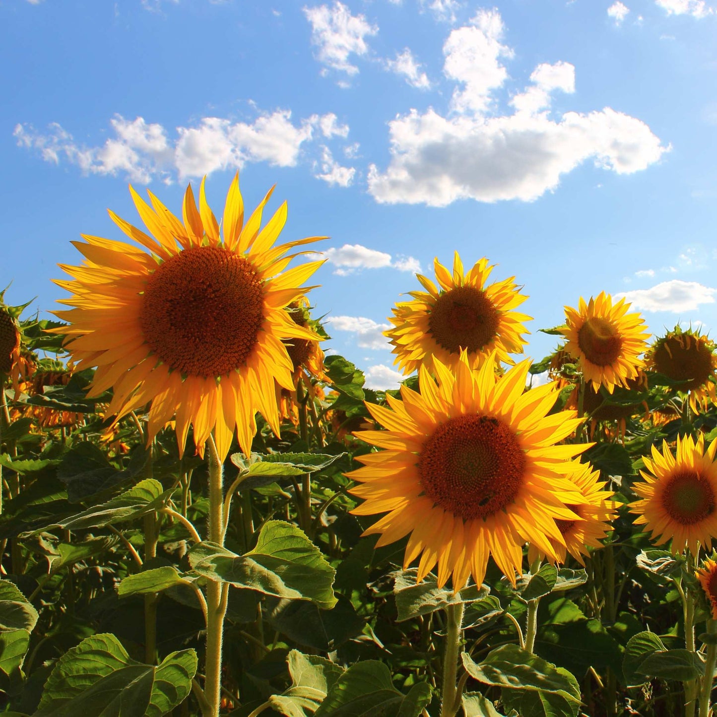 50Pcs Sunflower Plant Seeds, Sunflower seeds