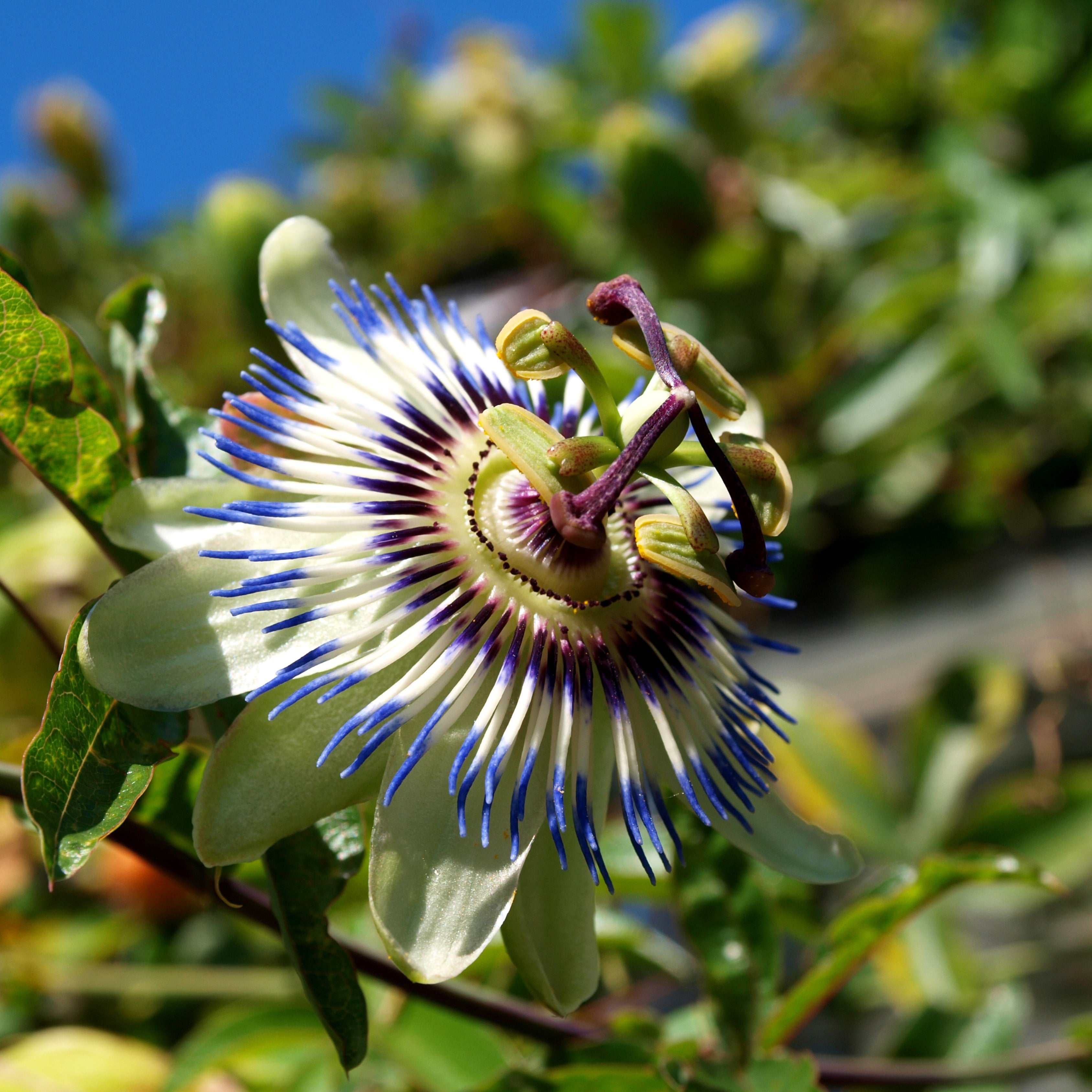 100Pcs Blue Royal Crown Passion Flower Seeds