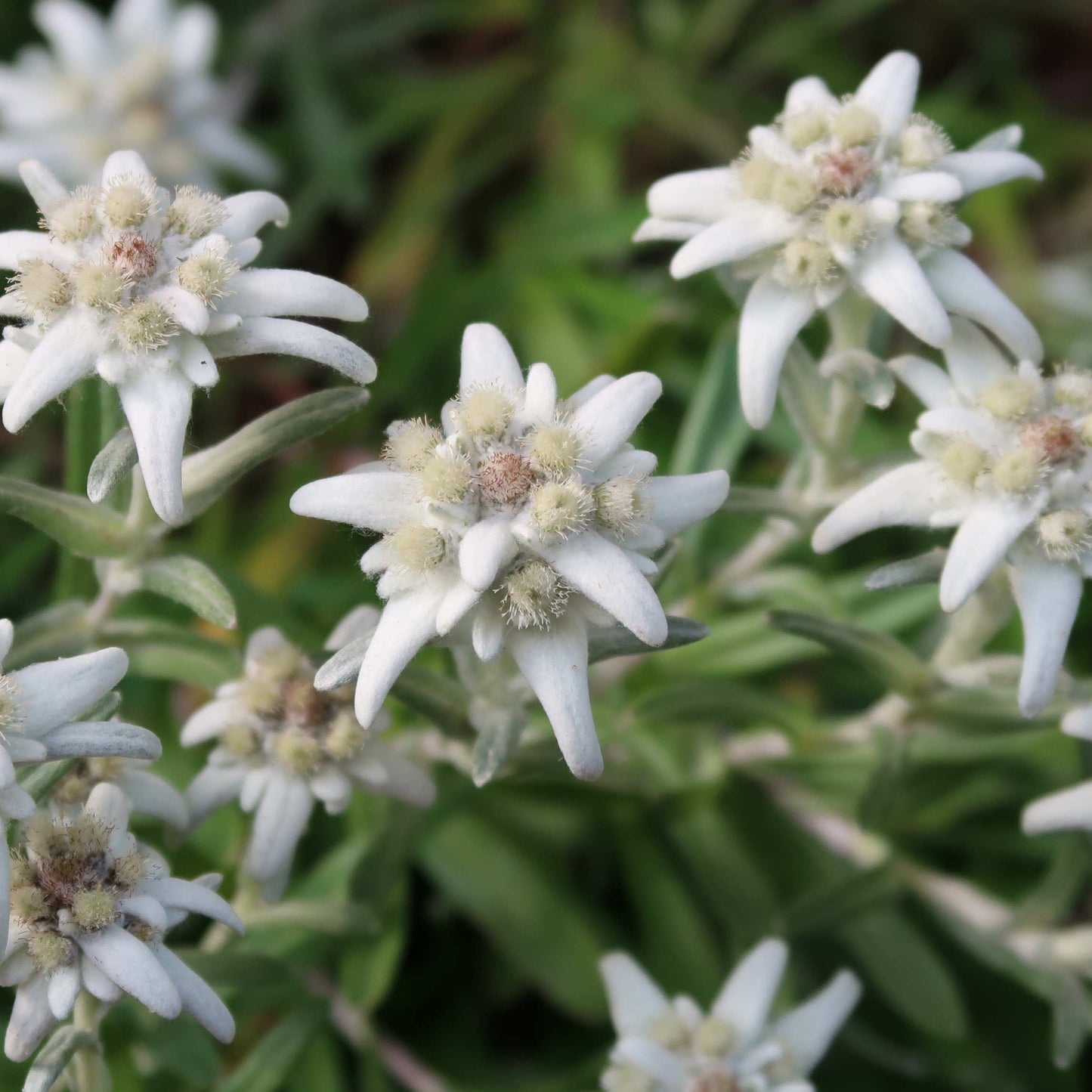 100Pcs Edelweiss Flower Seeds