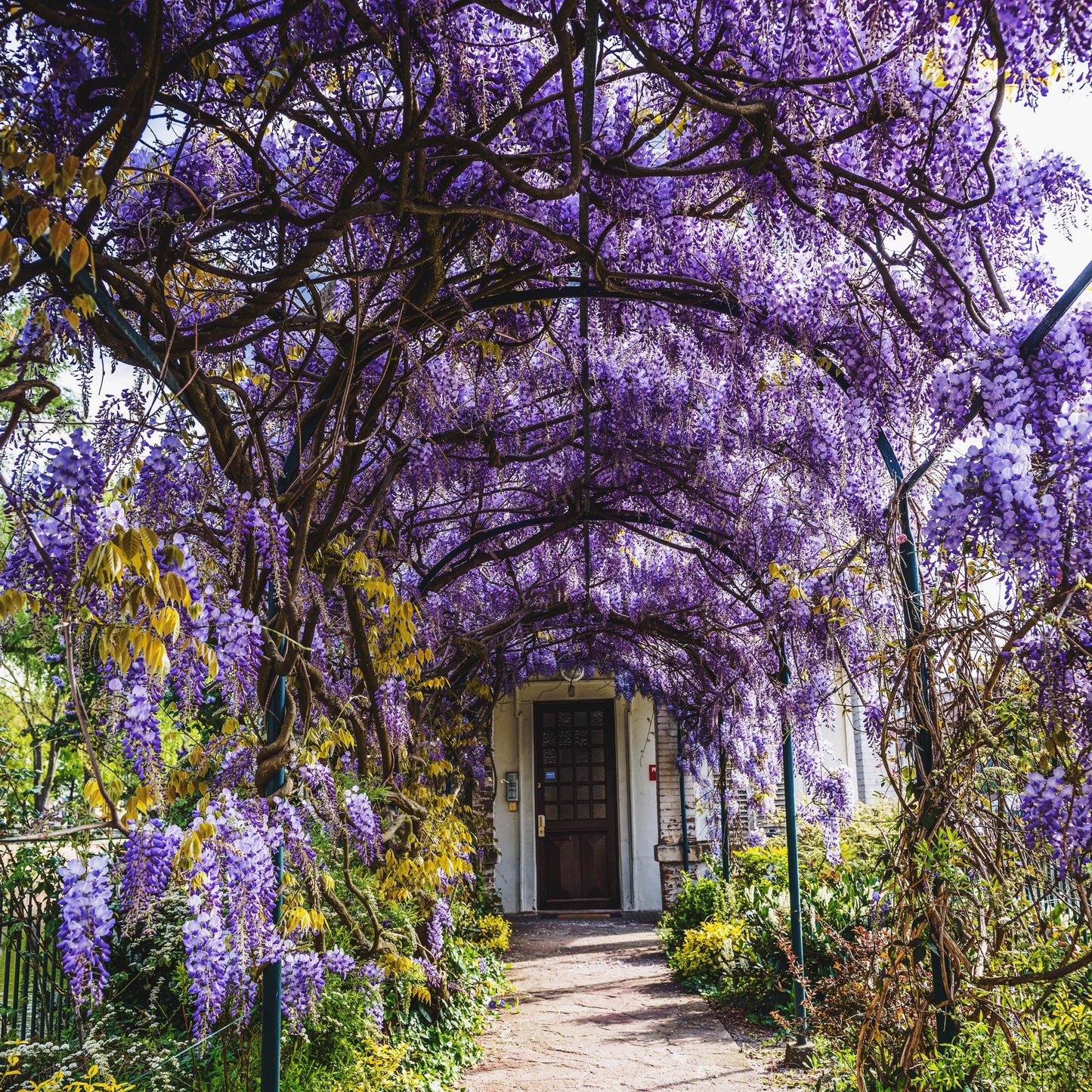 Chinese Wisteria Vine, 10 Seeds