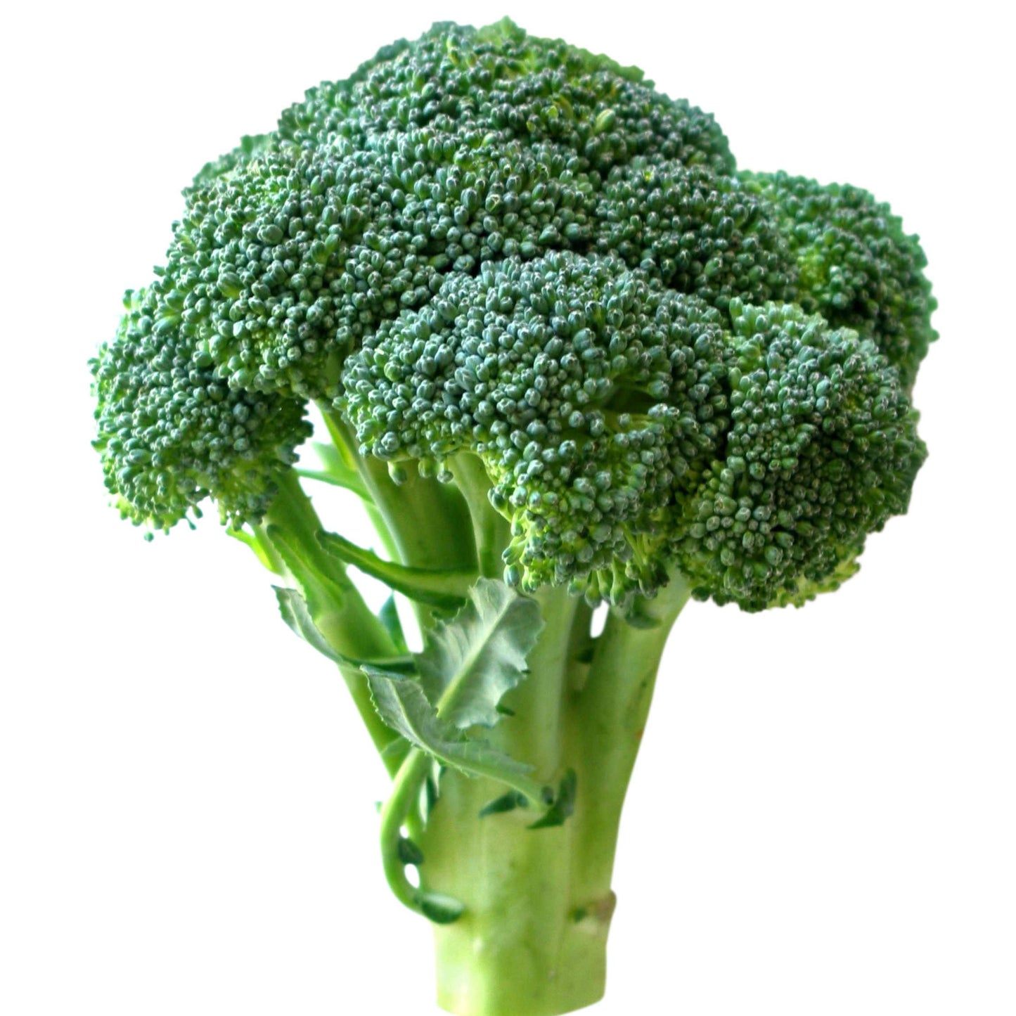 50Pcs Organic Broccoli Seeds