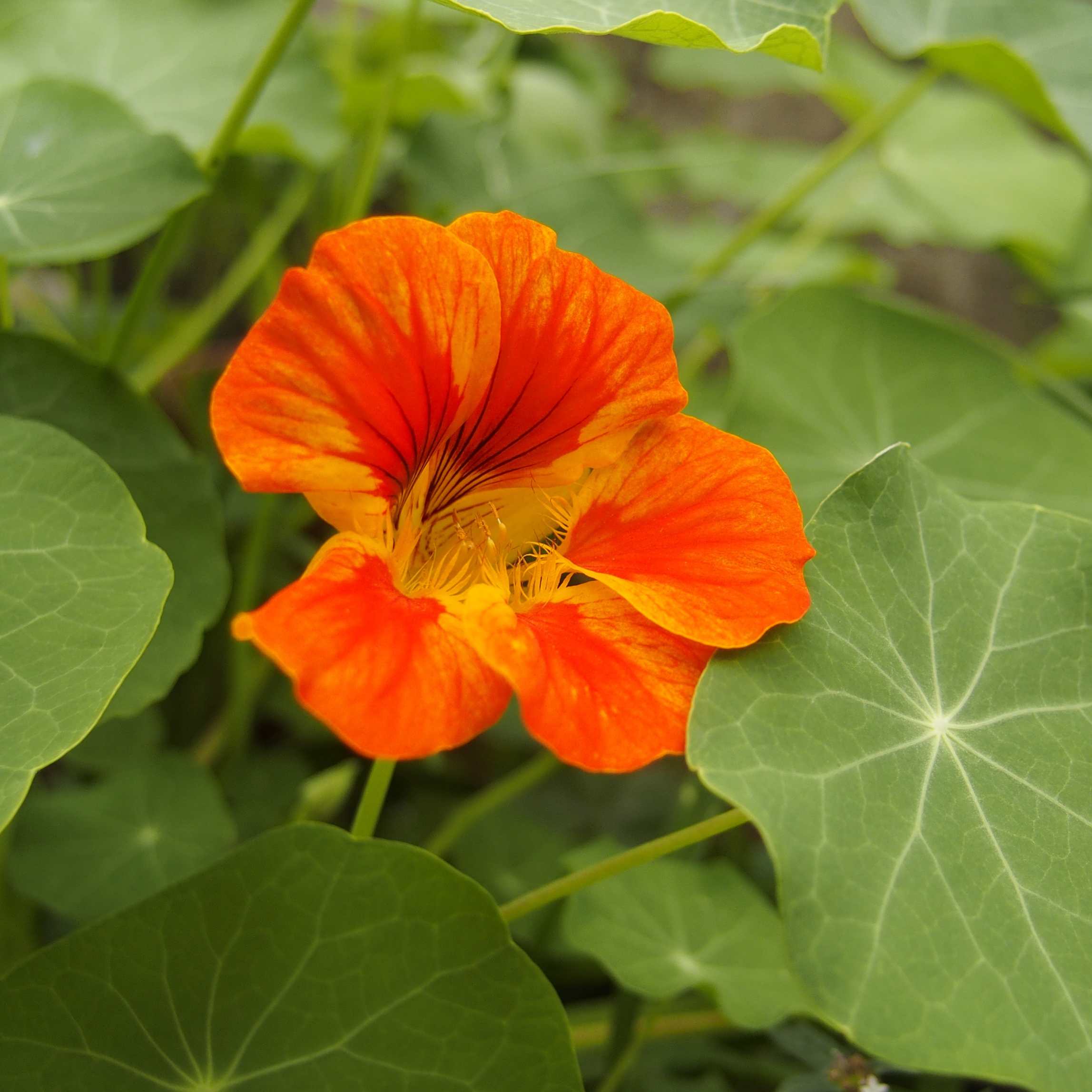 100Pcs Nasturtium Flower Seeds Pack