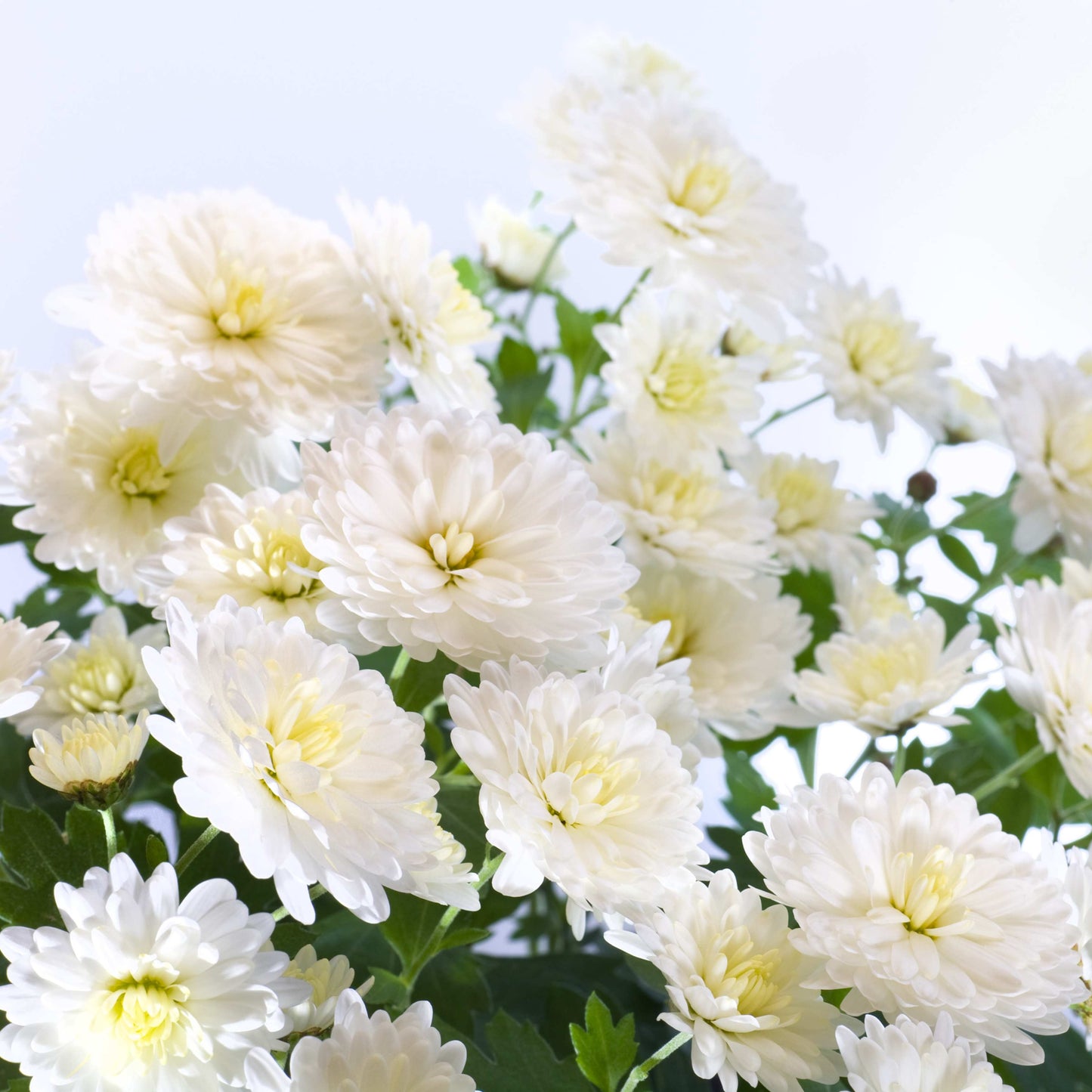 200pcs Chrysanthemum Seeds Pack