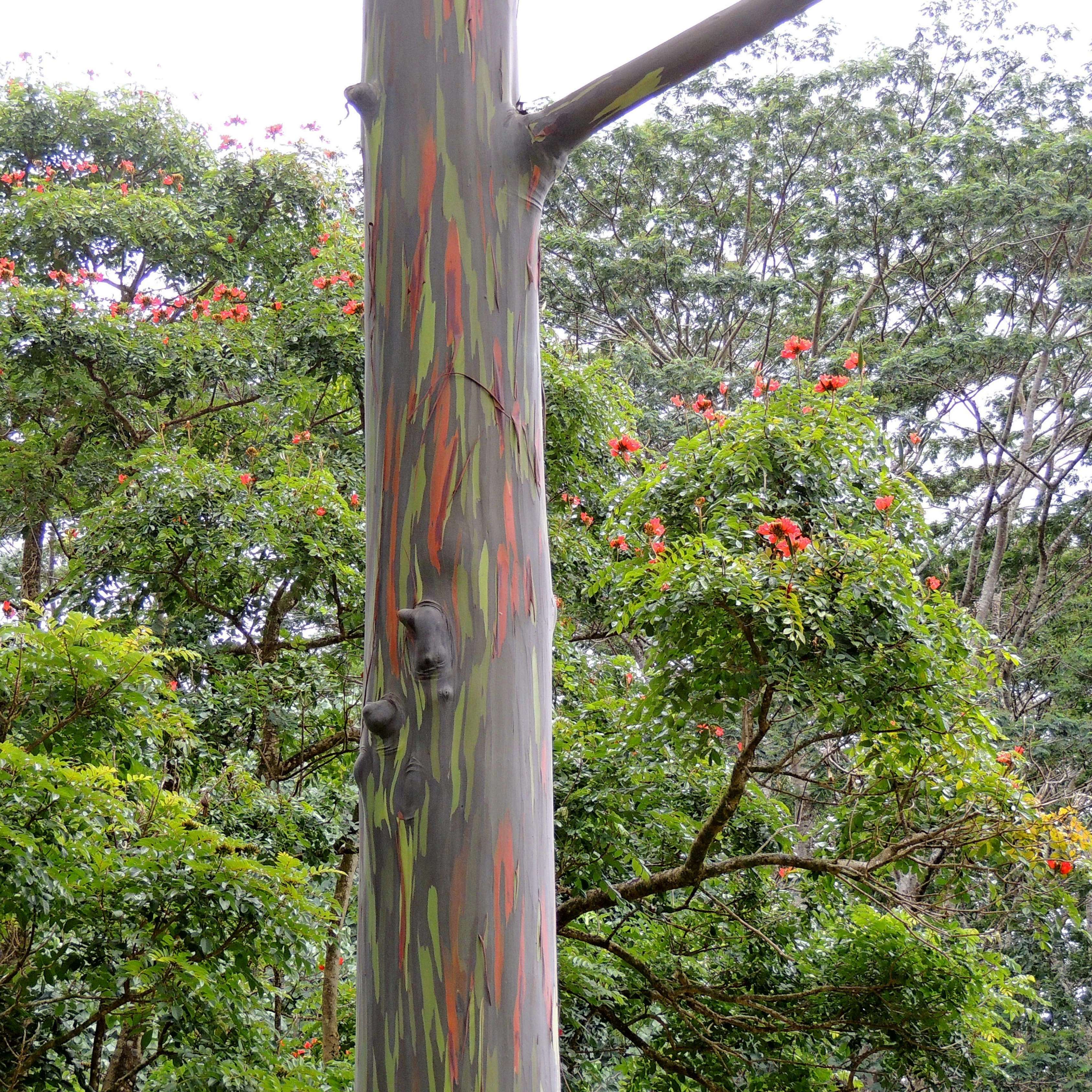 50Pcs Bifrost Rainbow Eucalyptus Deglupta Tree Seeds