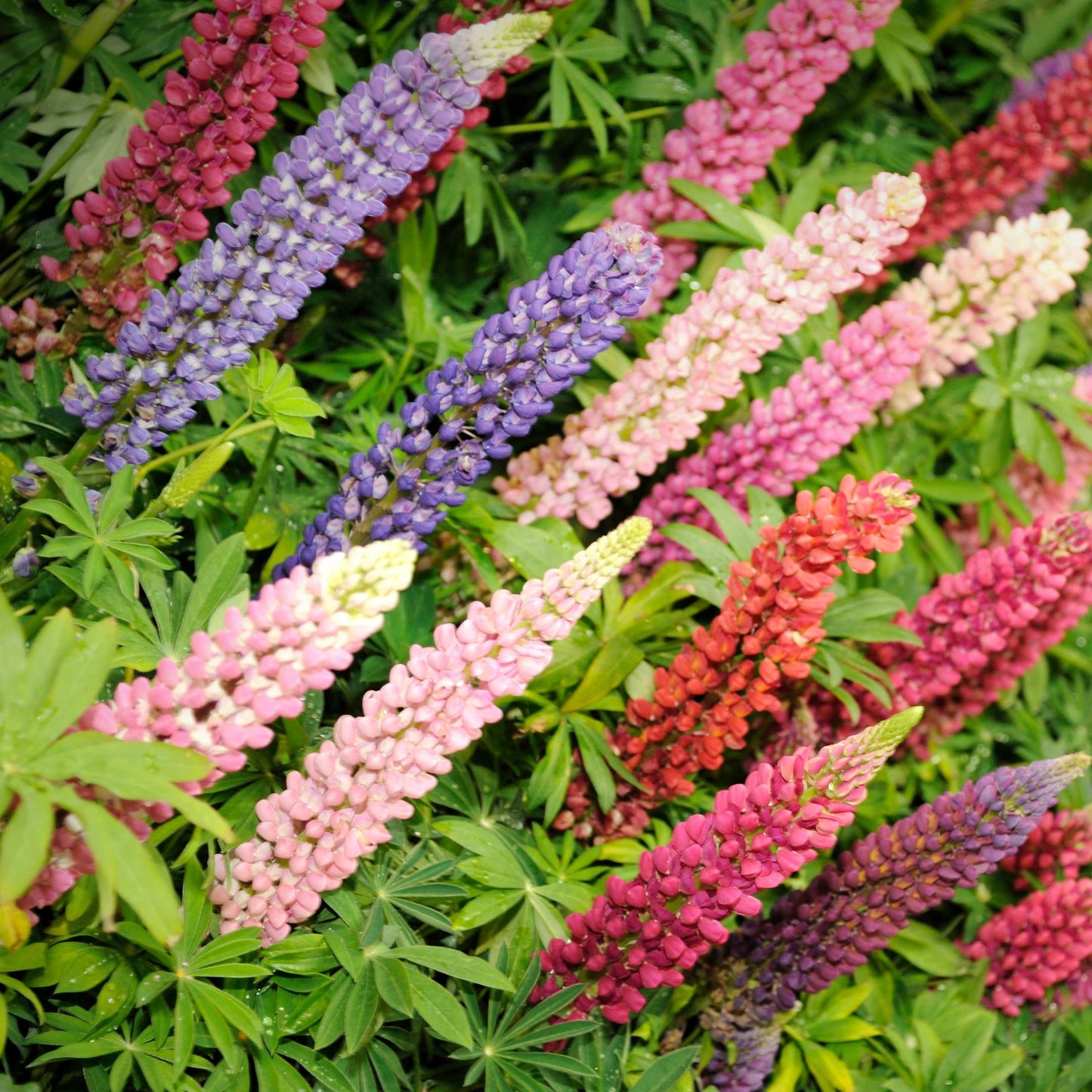 100Pcs Lupine Russel Mix Flower Seeds