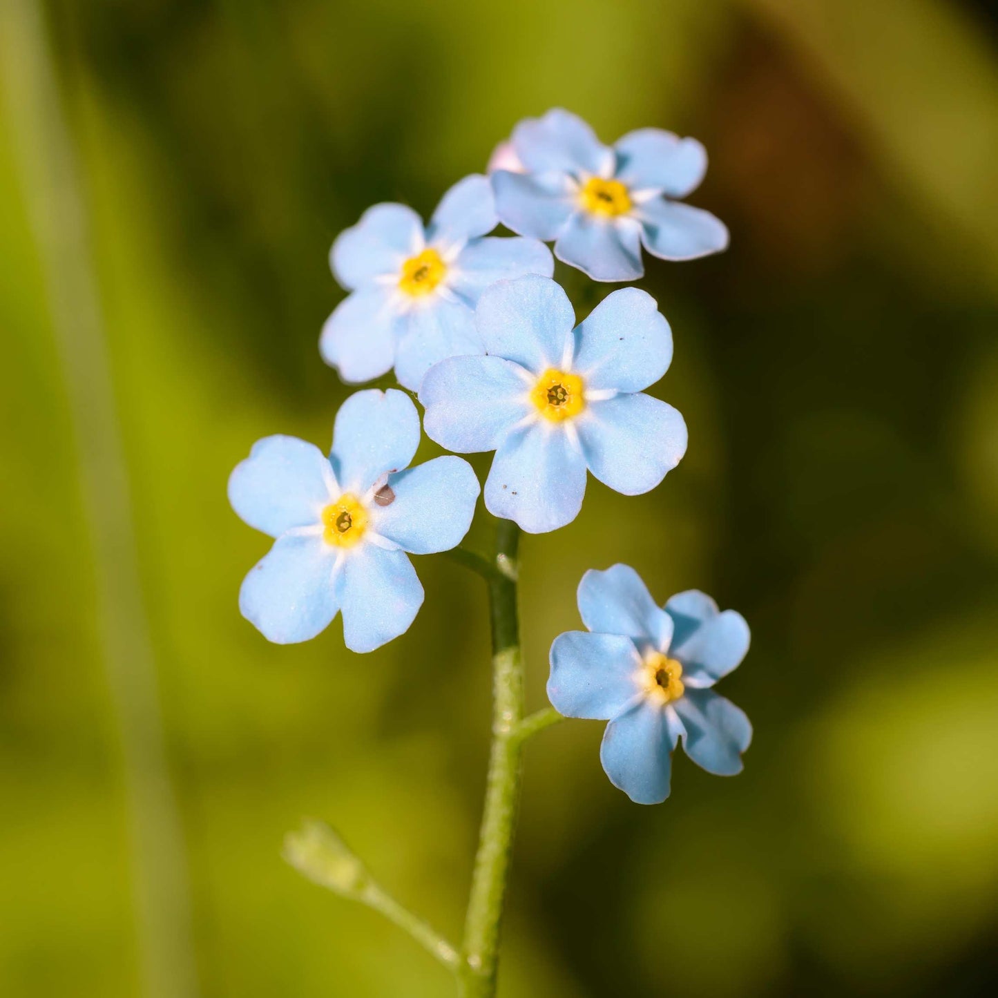 100Pcs Forget Me Not (Myosotis Sylvatica) Blue Flower Seeds