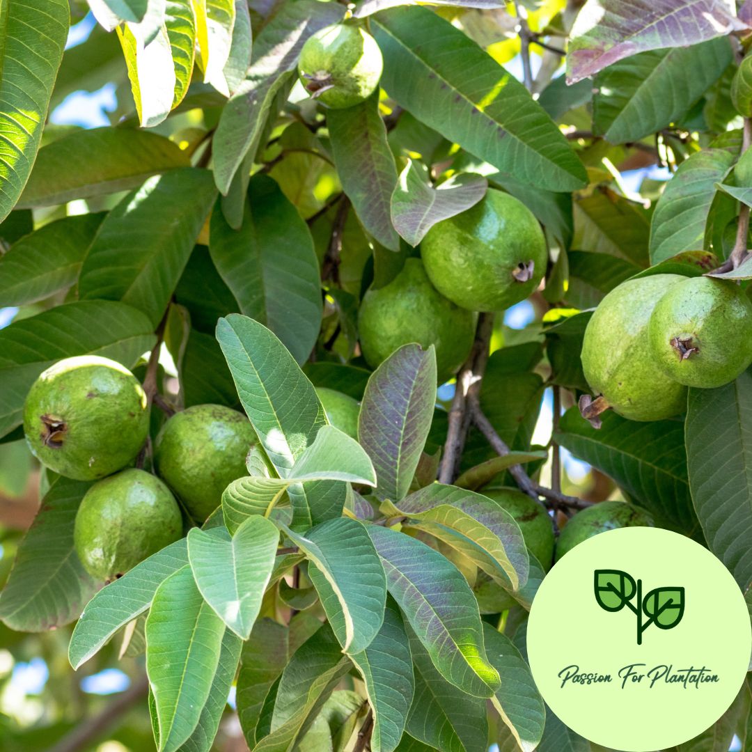 100Pcs Guava Fruit Tree Seeds