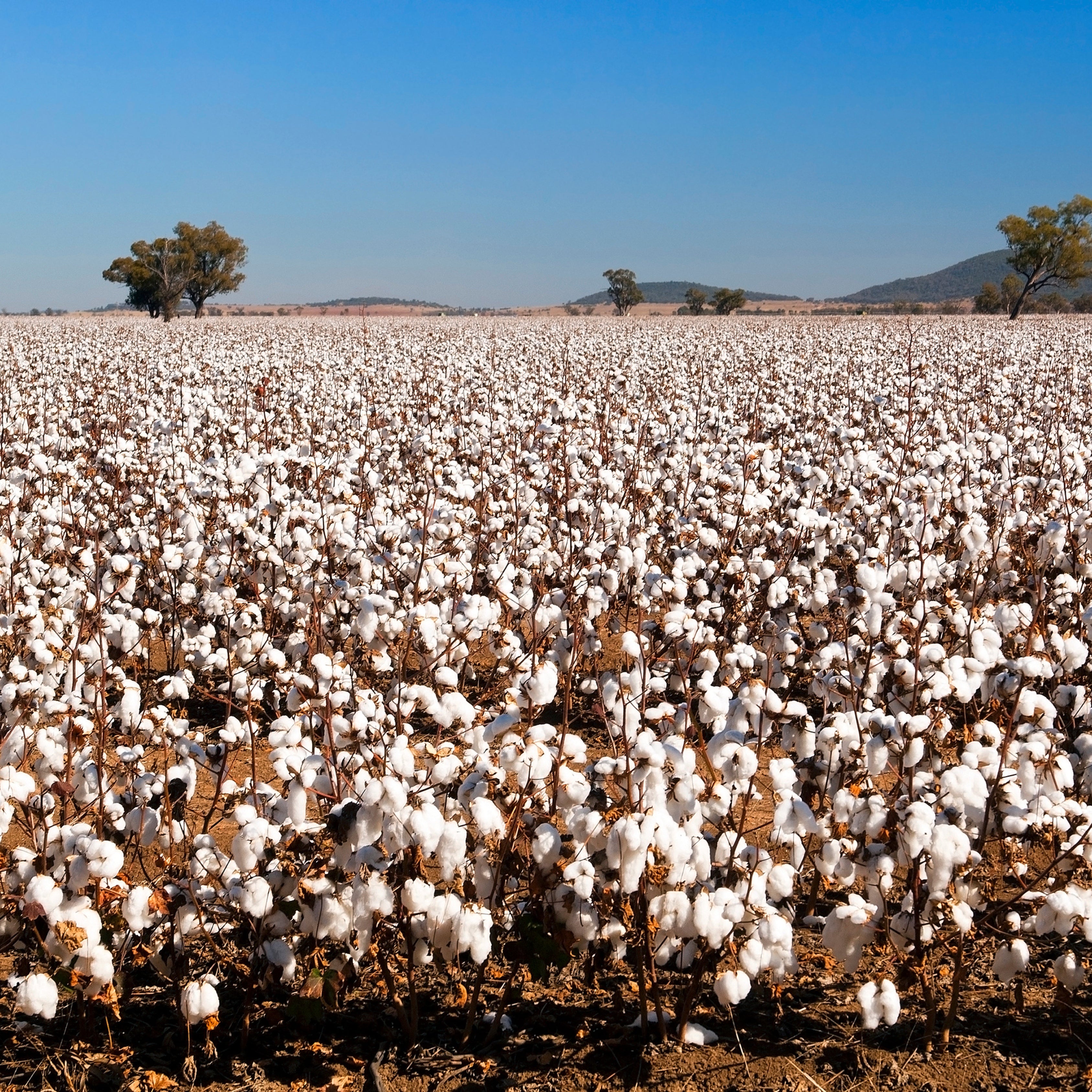 Egyptian Cotton Plant Seeds (Gossypium barbadense)