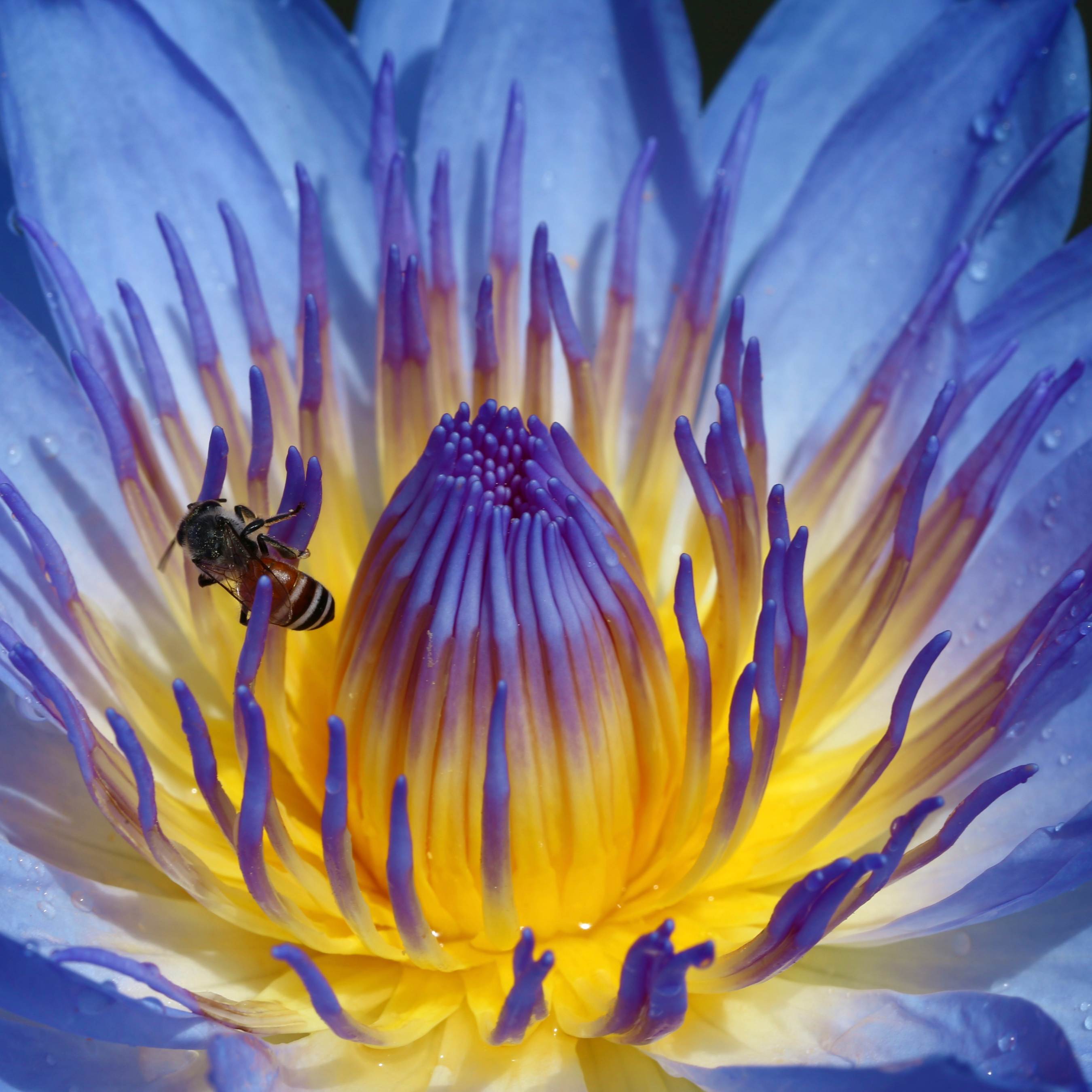 5 BLUE LOTUS Flower Seeds