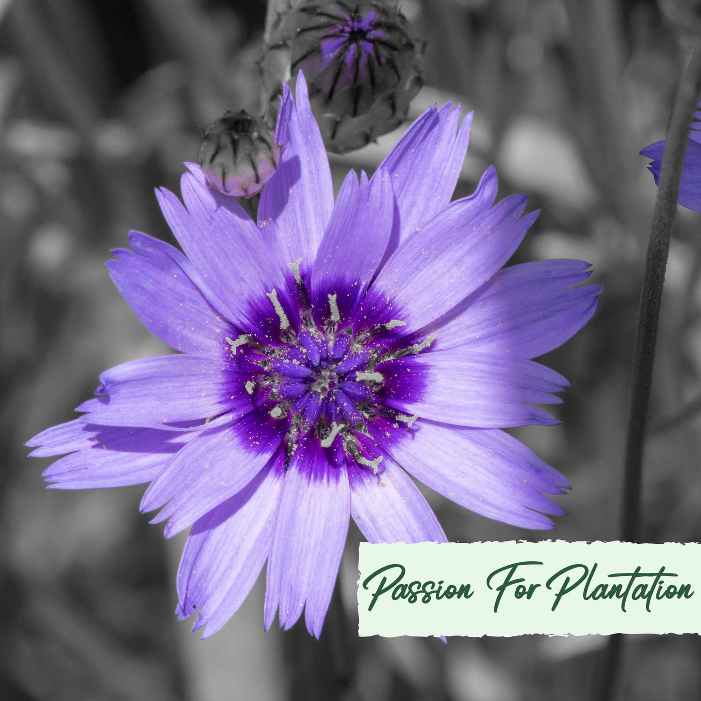 Cupids Dart Blue Flower Seeds (Catananche Caerulea)