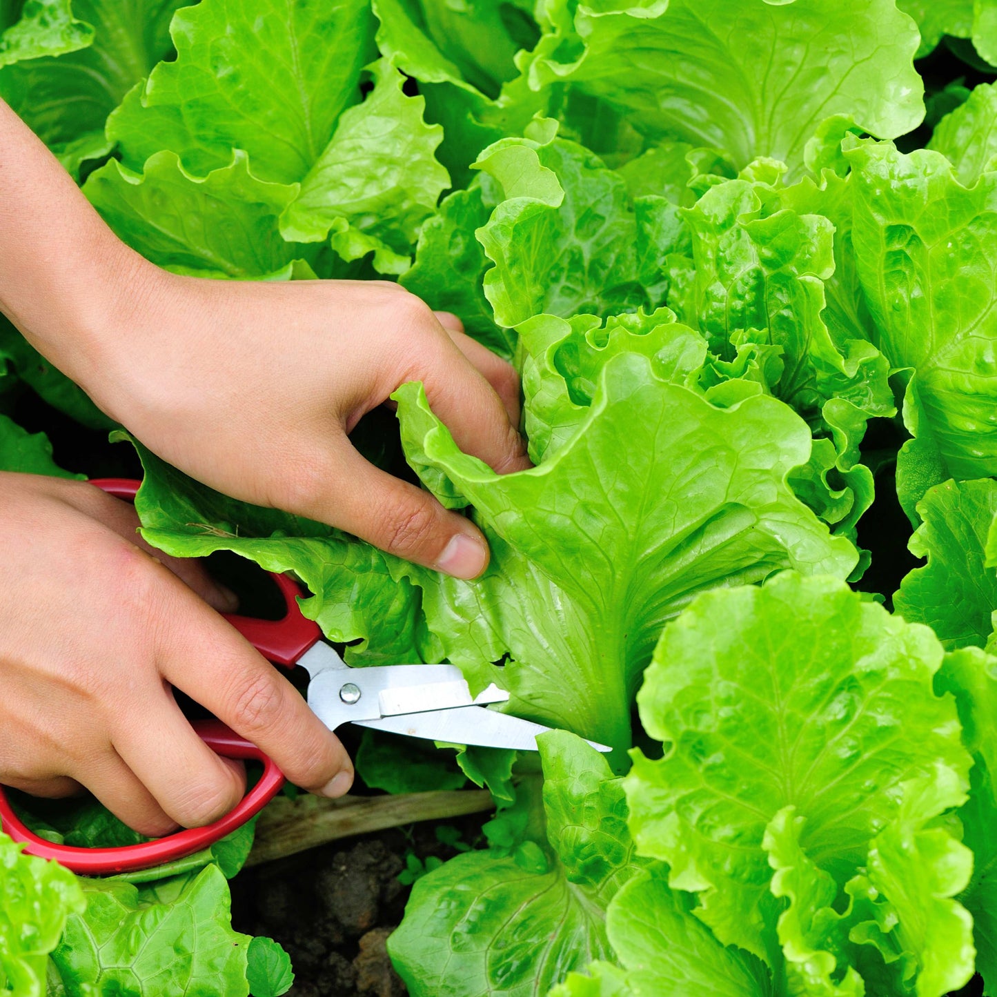 100Pcs Organic Lettuce Seeds