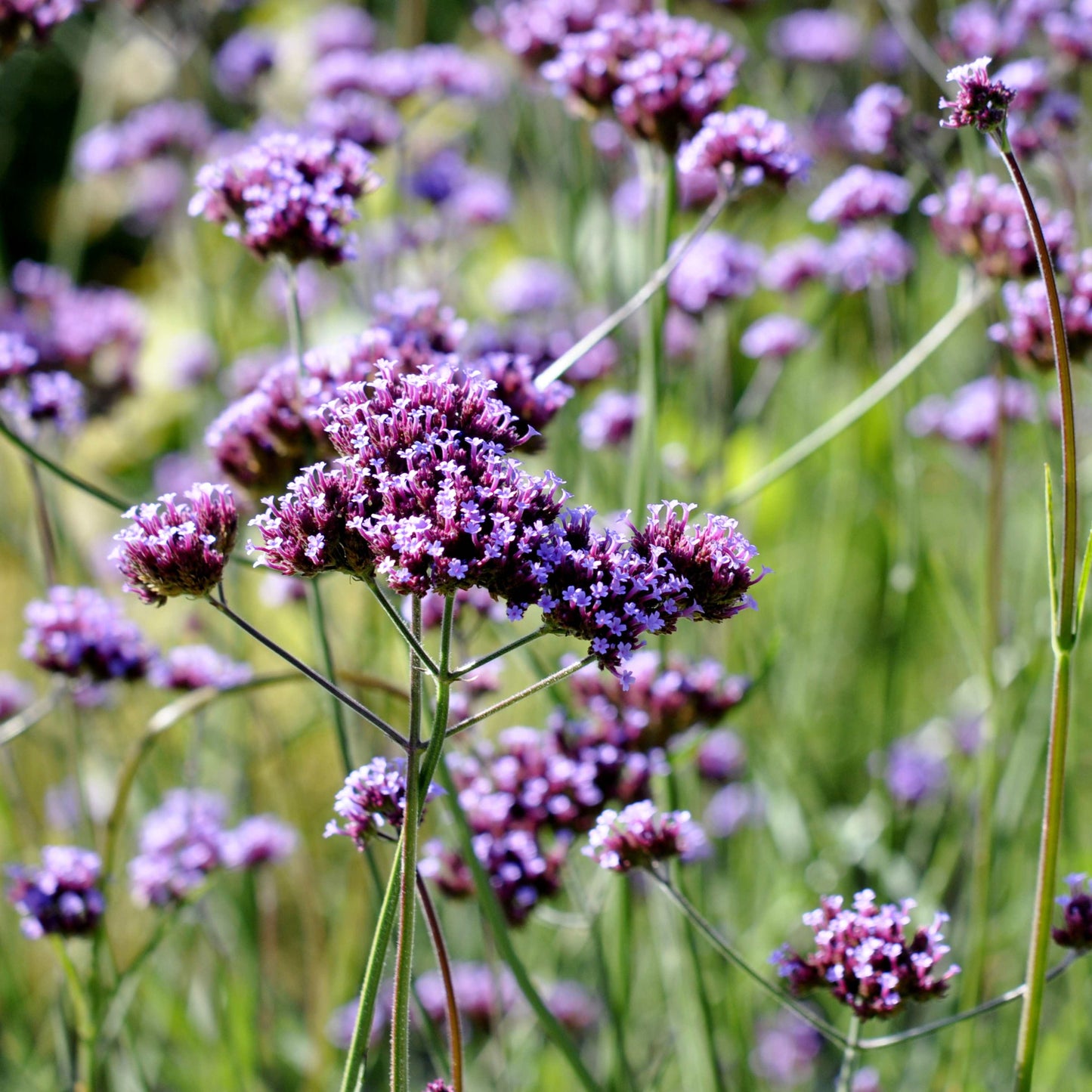 100Pcs Purpletop Vervain Flower Seeds