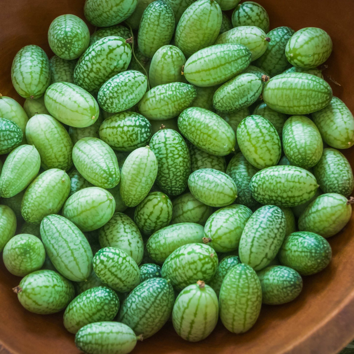 100pcs Mexican Sour Gherkin Mini Cucumber Seeds