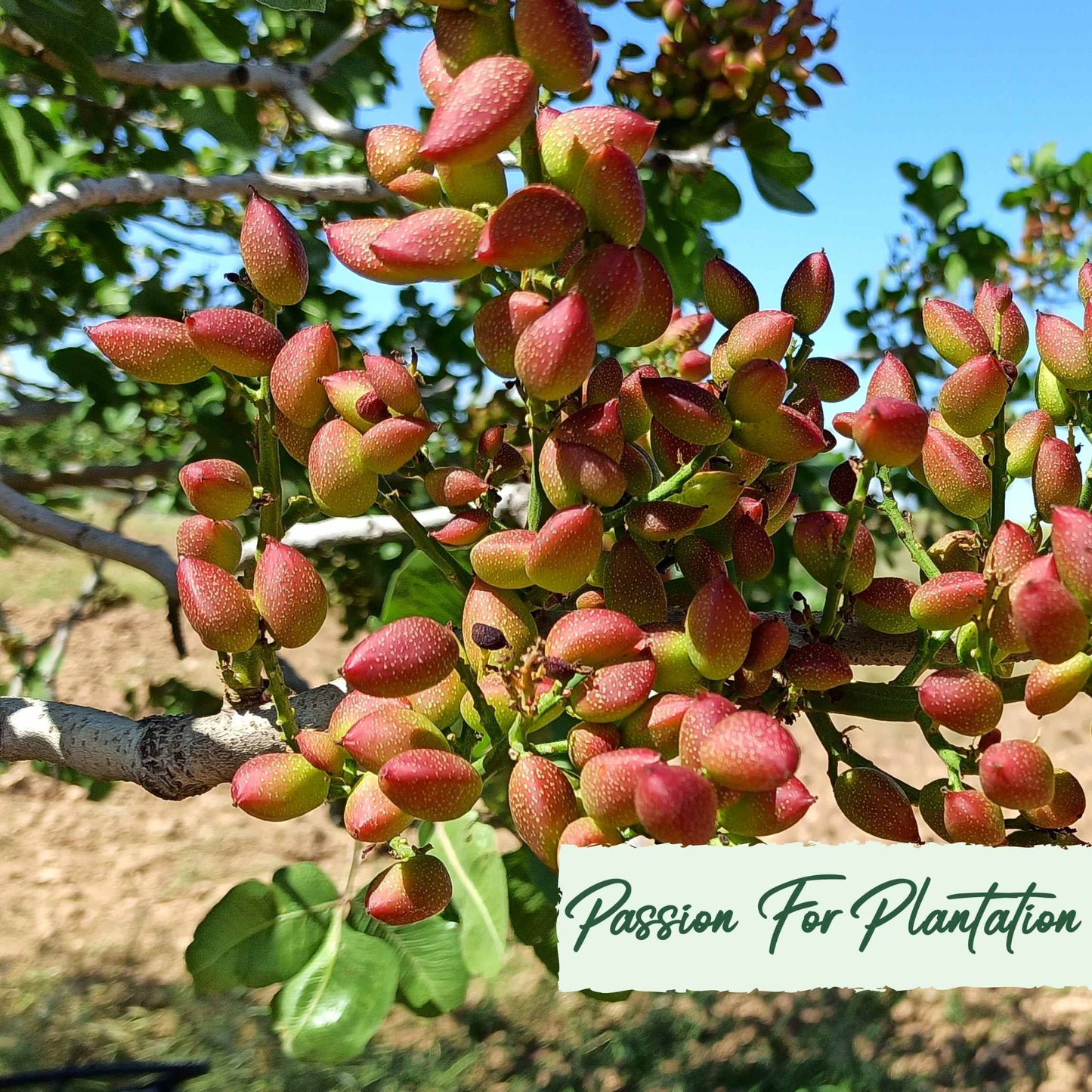 Organic Pistachio Tree Seeds, Non-GMO