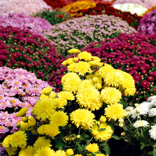 200pcs Chrysanthemum Seeds Pack