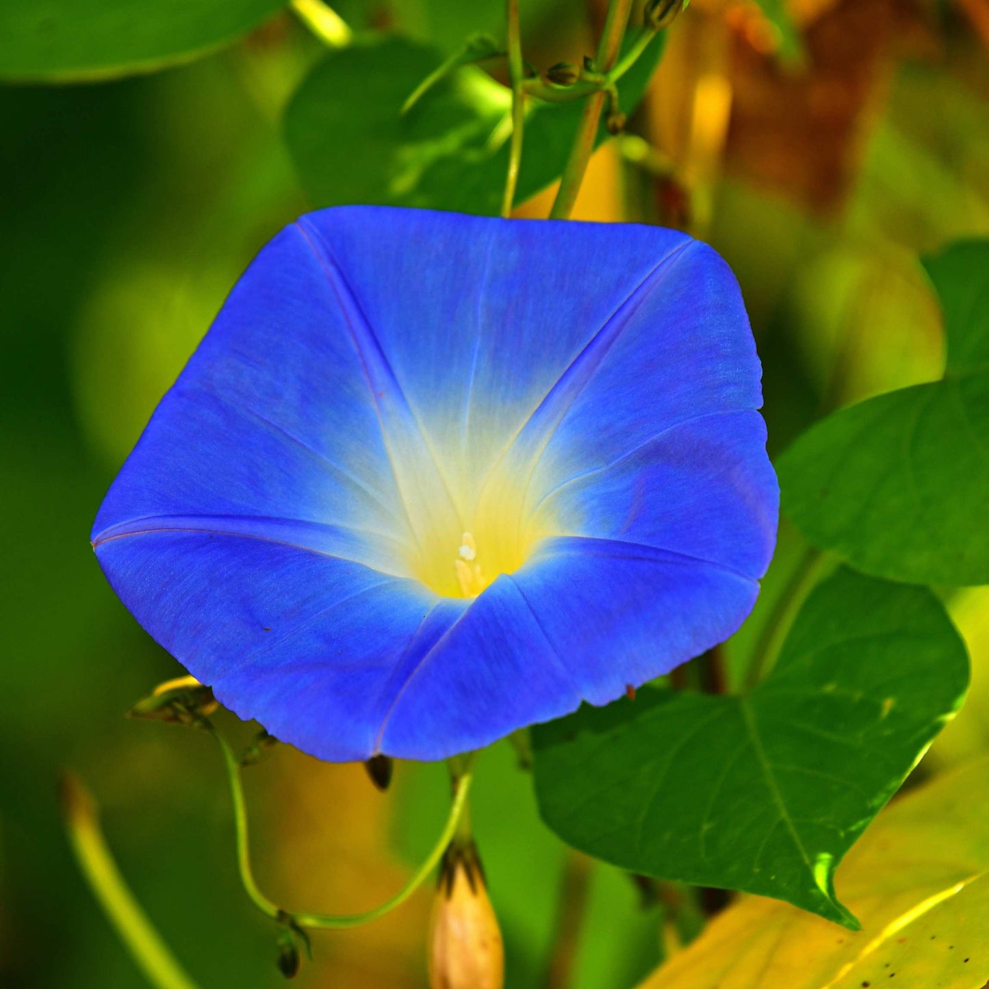 100Pcs Mix Color Morning Glory Flower Seeds