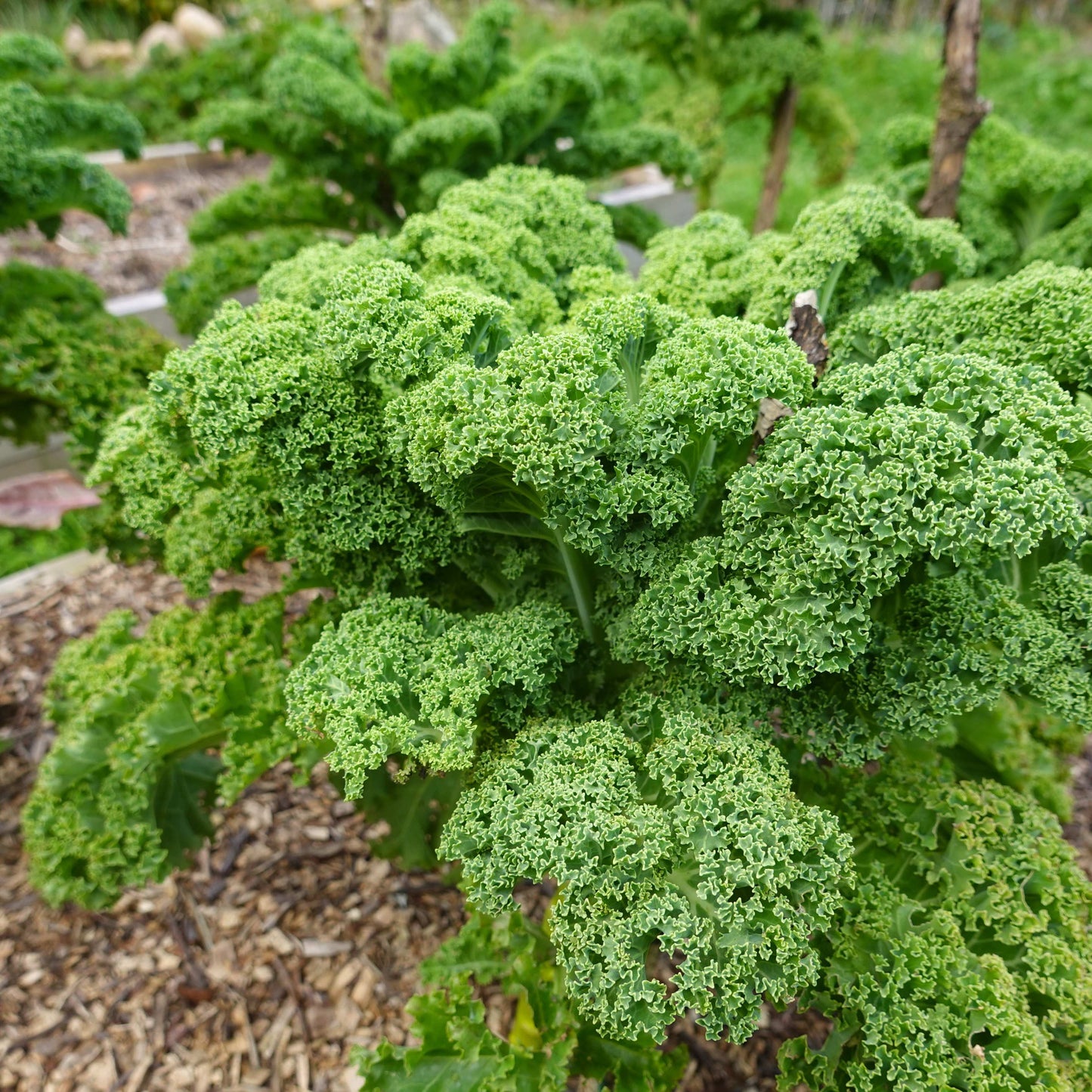 100Pcs Organic Kale Plant Seeds