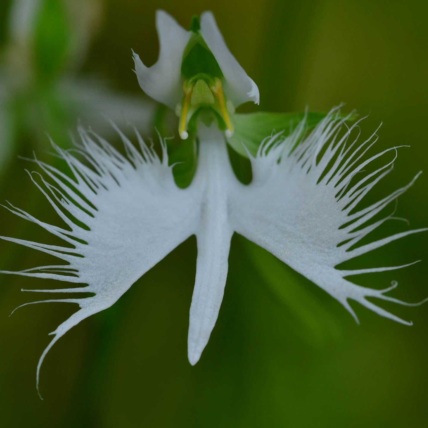 100Pcs Japanese Radiata White Egret Orchid Plant Seeds