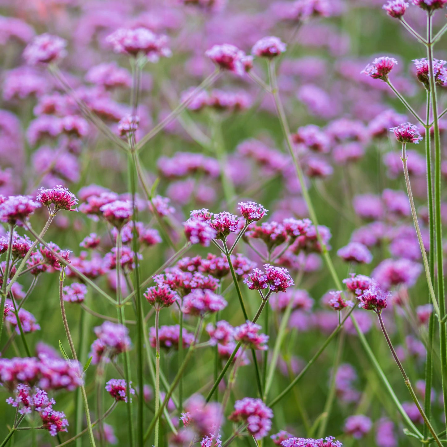 100Pcs Purpletop Vervain Flower Seeds