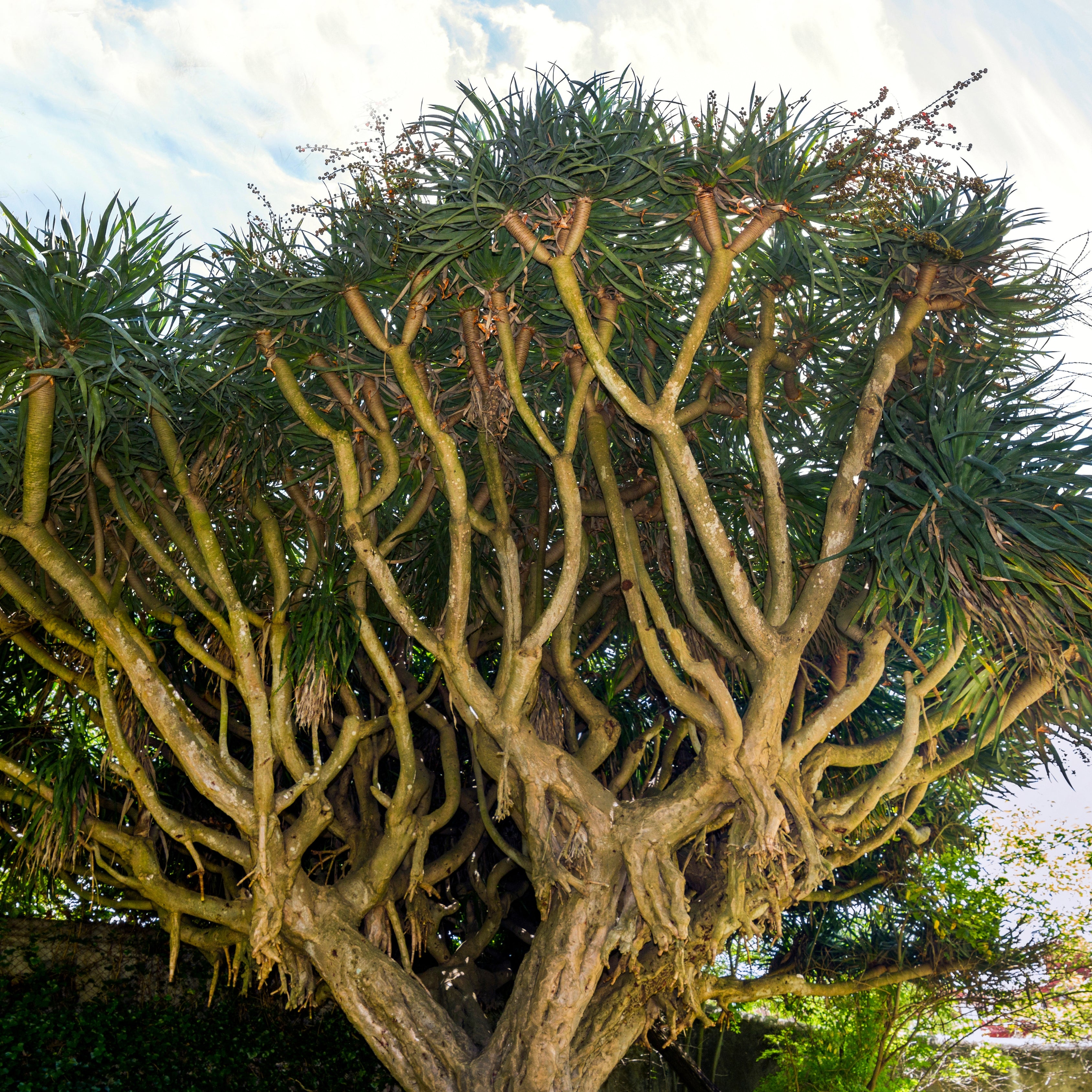 10Pcs Celestial Dragon Blood Tree Seeds (Dracaena draco)