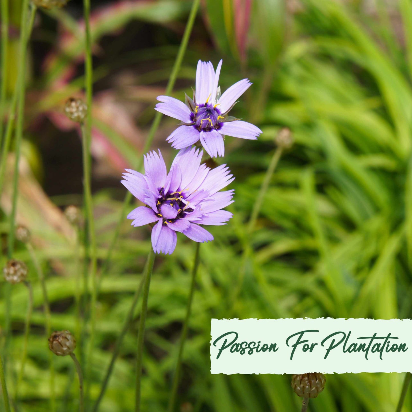 Cupids Dart Blue Flower Seeds (Catananche Caerulea)