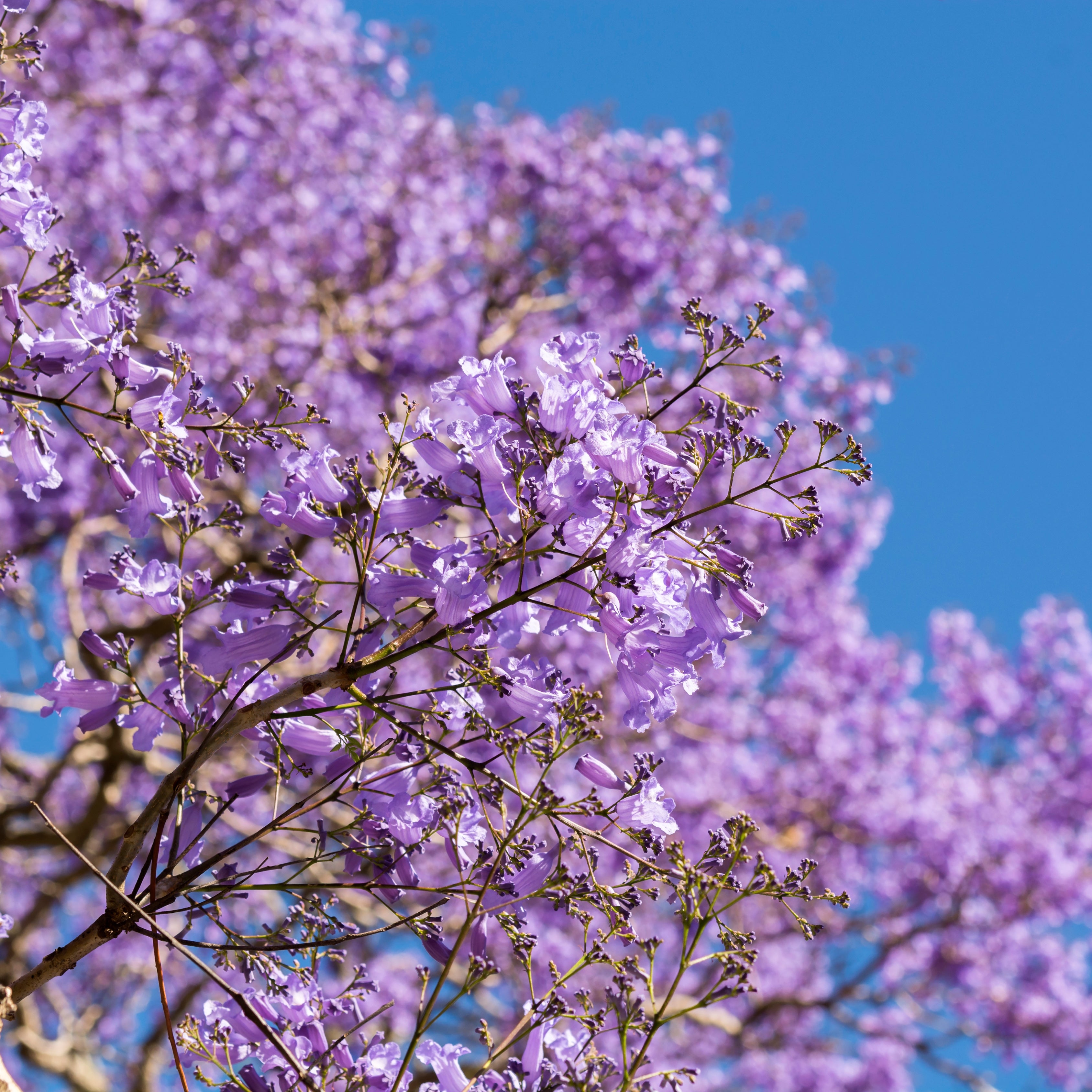 Jacaranda Blue Flower Tree, Easy to Grow