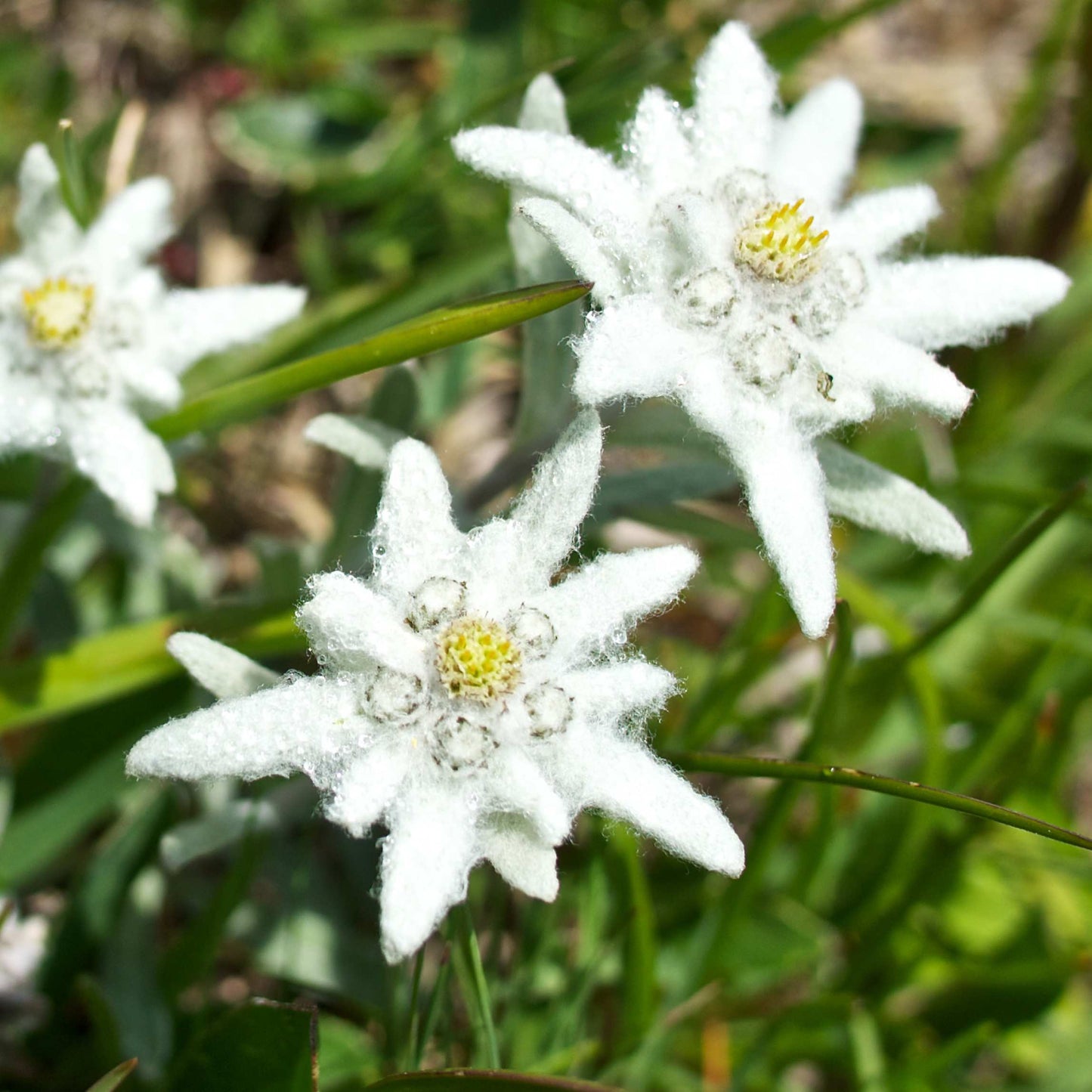 100Pcs Edelweiss Flower Seeds