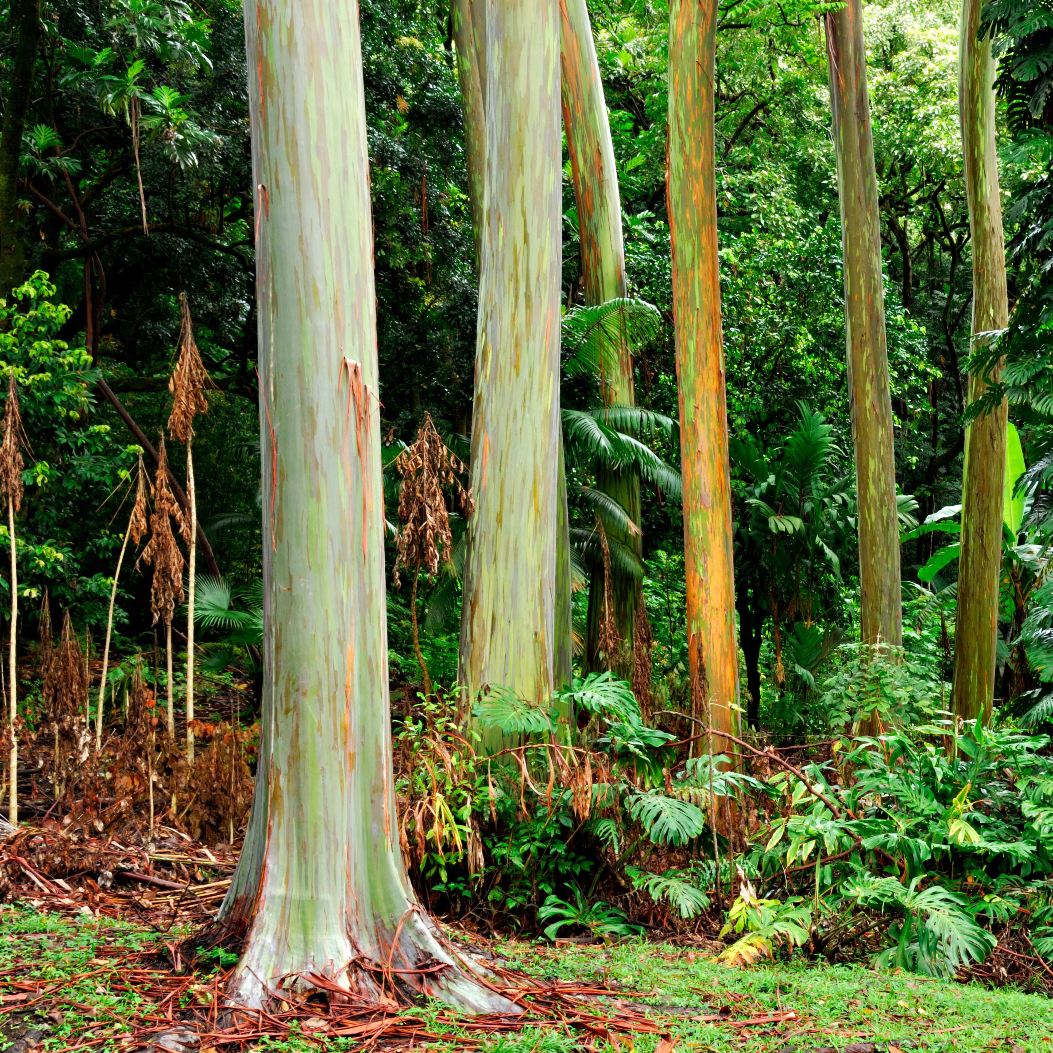 50Pcs Bifrost Rainbow Eucalyptus Deglupta Tree Seeds