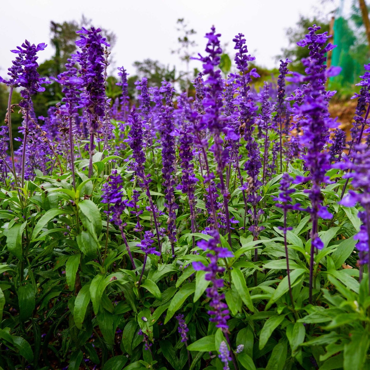 100Pcs Salvia Flower Seeds Pack