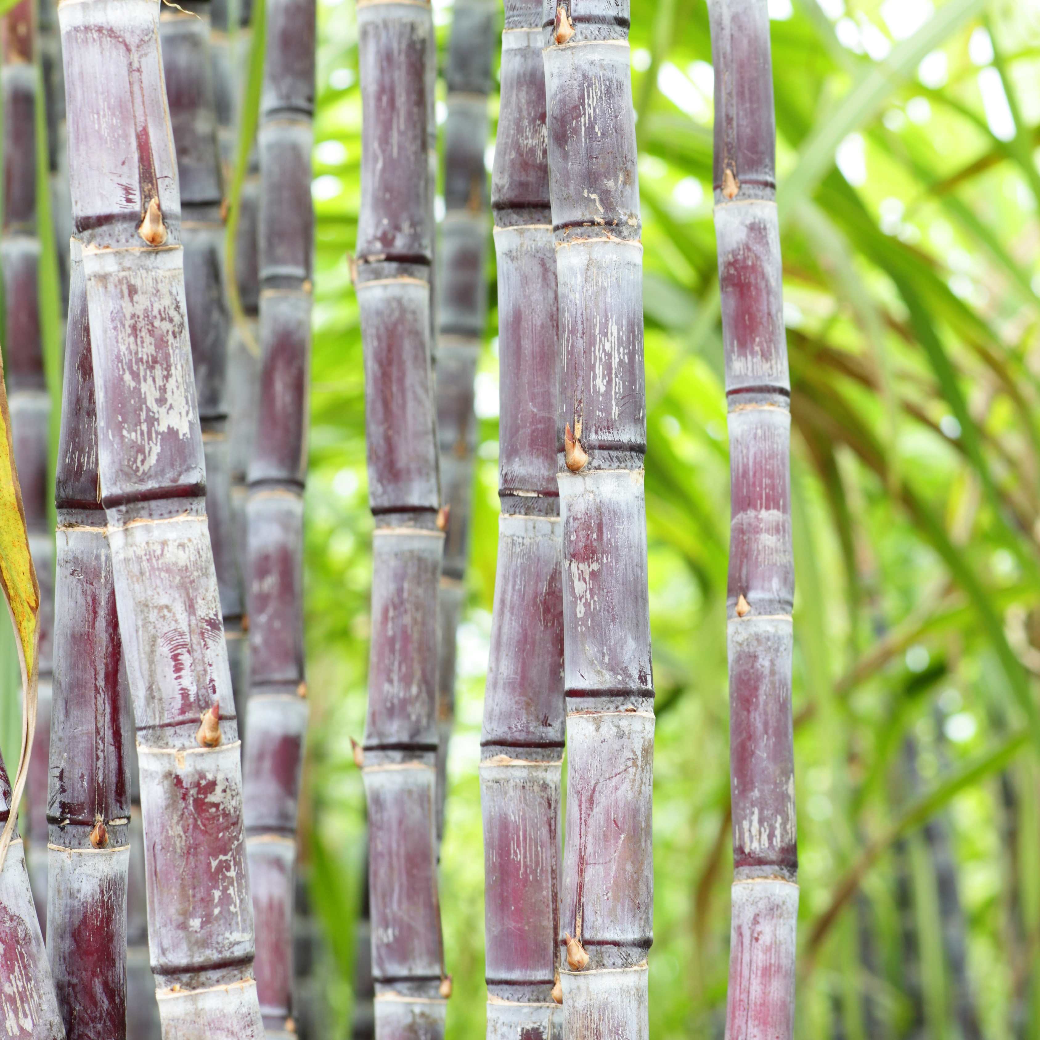 100Pcs Sugarcane (Saccharum officinarum) Seeds