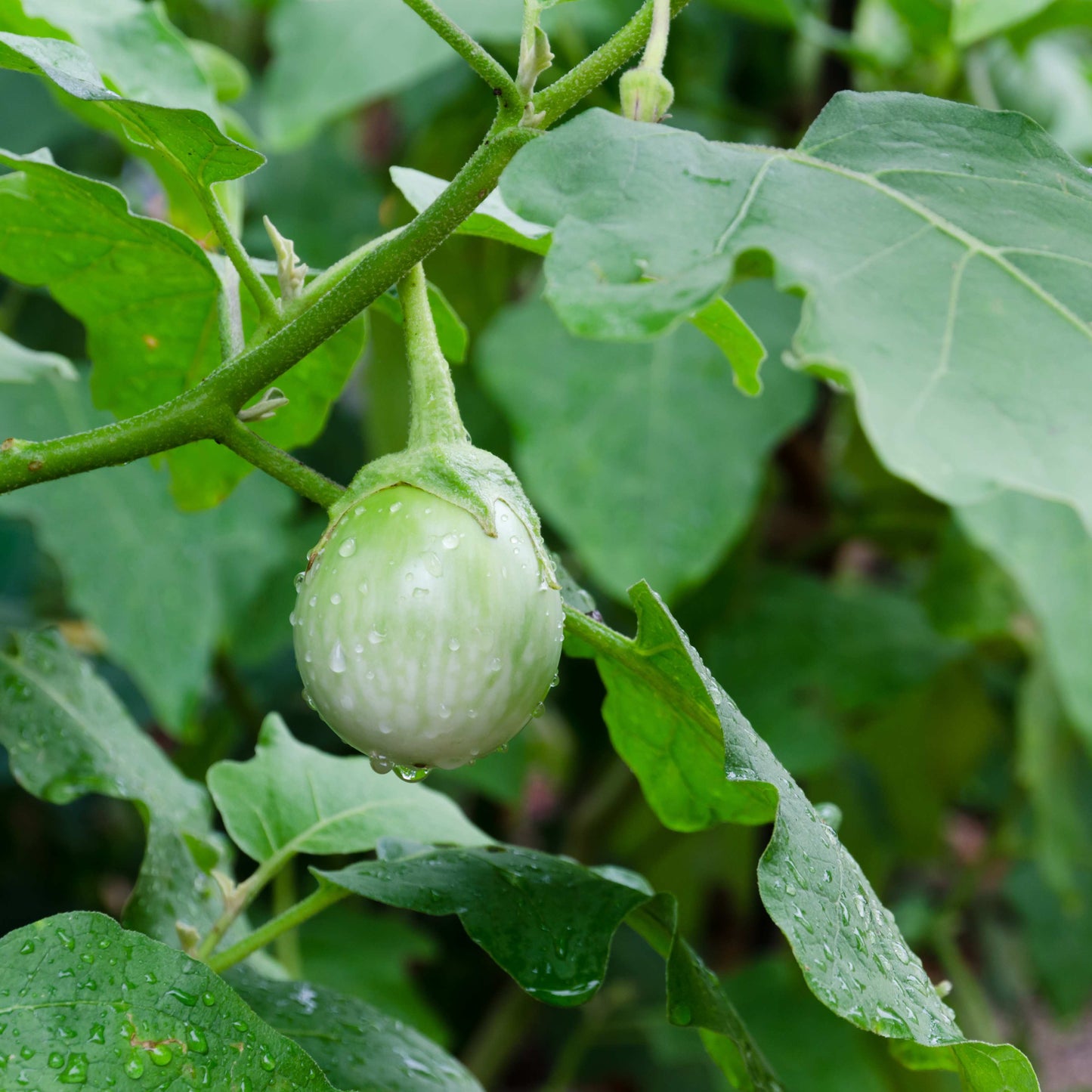 100Pcs Organic Eggplant (Solanum melongena) Seeds