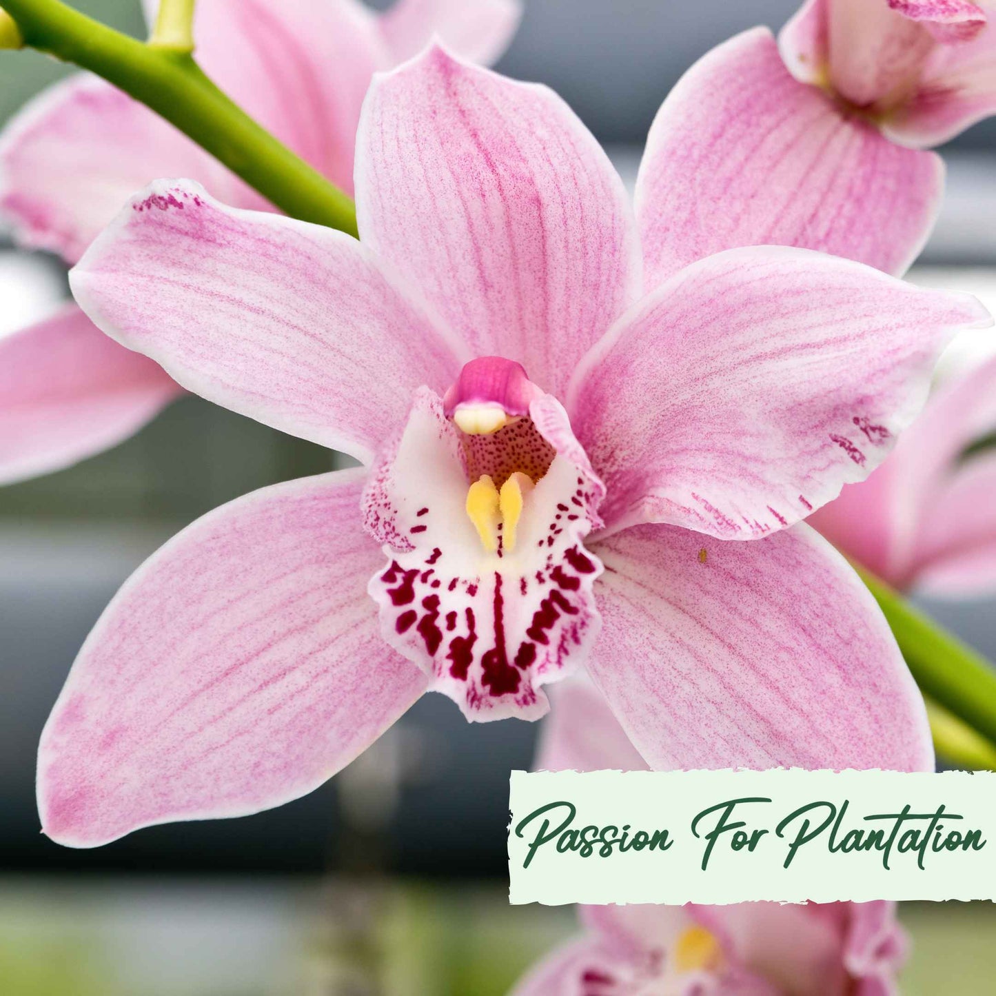 Cymbidium Faberi Orchid Flower, Orchid flores 100 Seeds