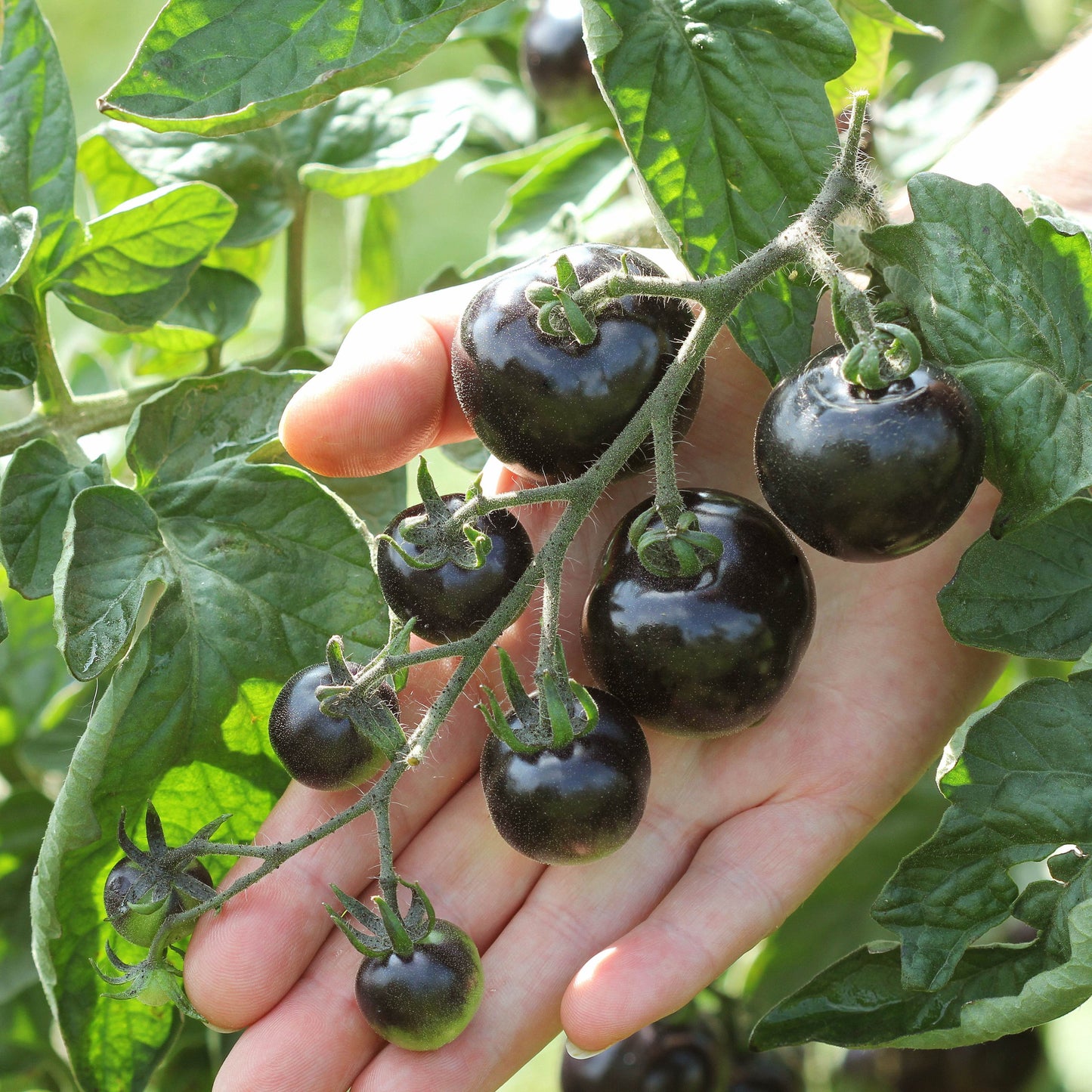 100pcs Black Cherry Tomato Seeds