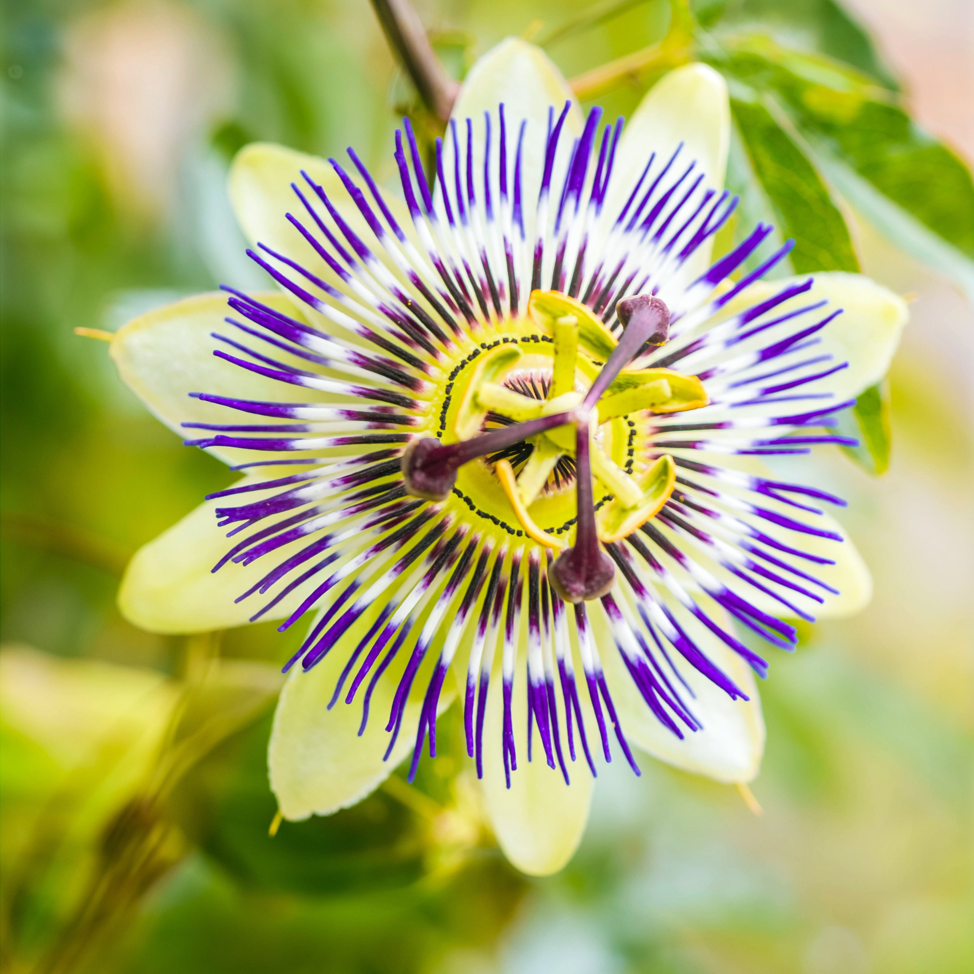 100Pcs Blue Royal Crown Passion Flower Seeds