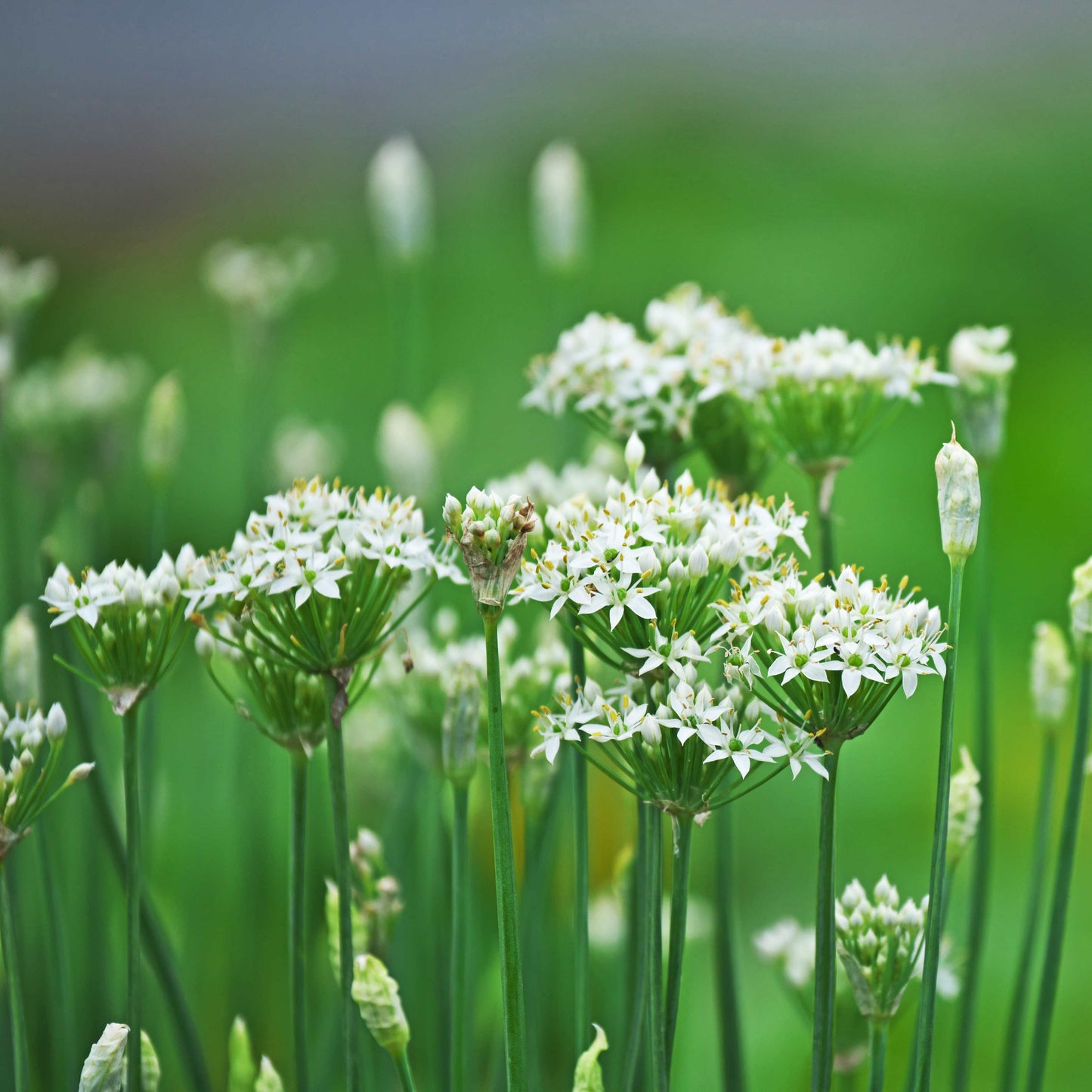 100Pcs Allium Tuberosum Garlic Chives Seeds