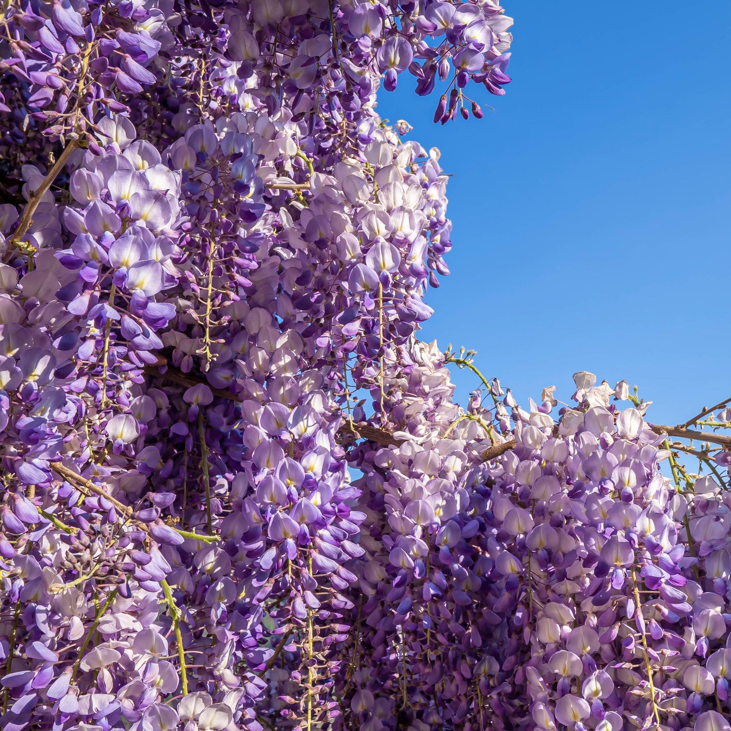 Chinese Wisteria Vine, 10 Seeds