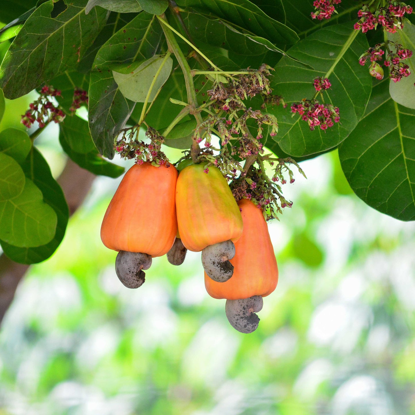 3Pcs Cashew Plant Seeds