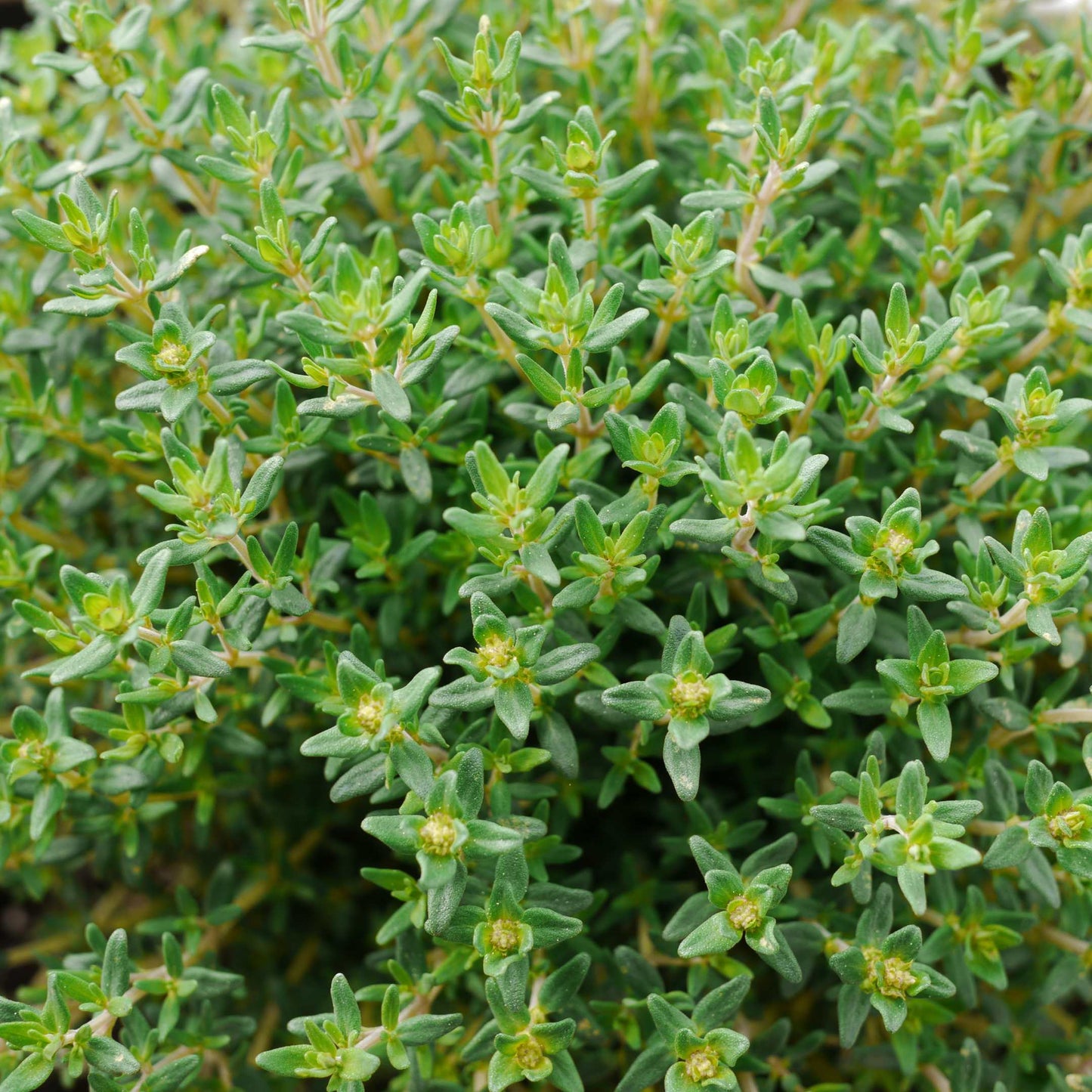 100Pcs Organic Thyme Seeds