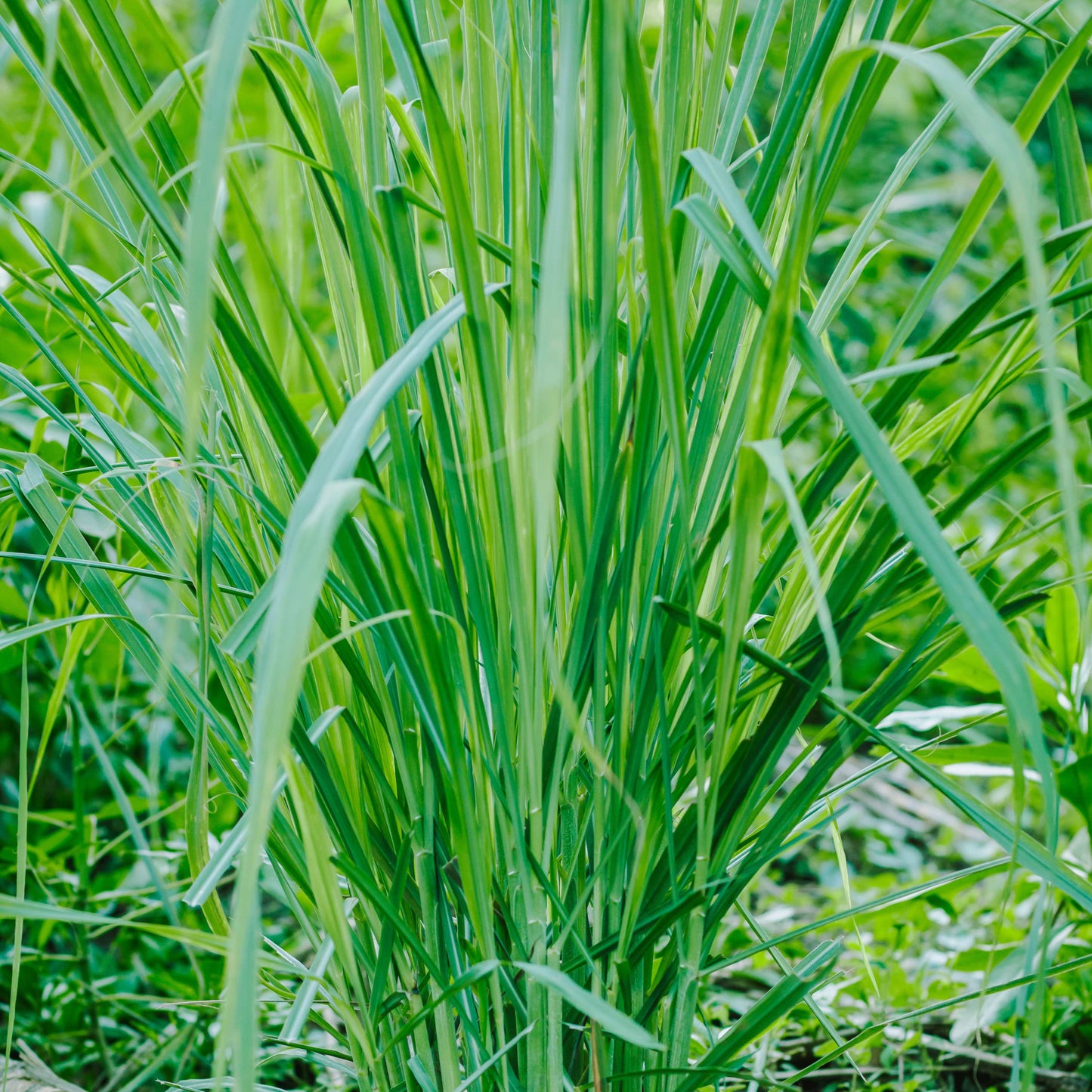 100Pcs Lemon Grass Ornamental Grass Seeds