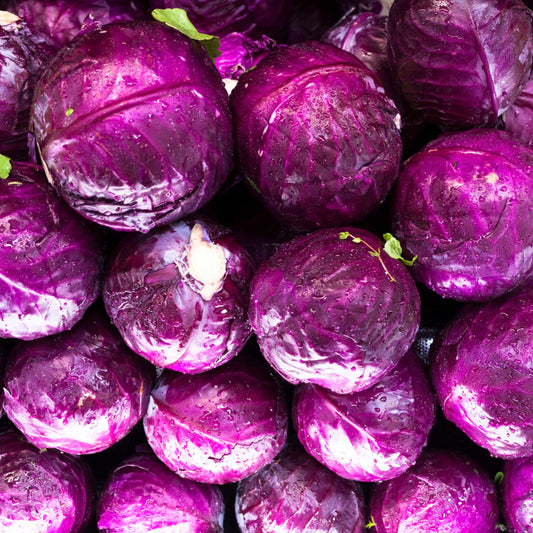 100pcs Organic Purple Brassica Cabbage Seeds