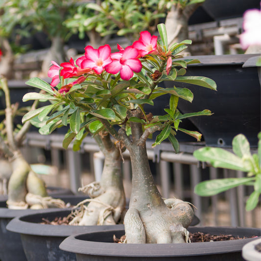 5Pcs Desert Rose Flower Seed