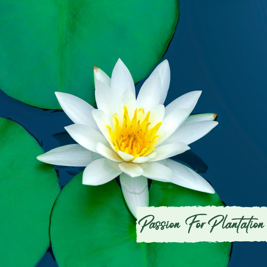 5 WHITE LOTUS Flower Seeds