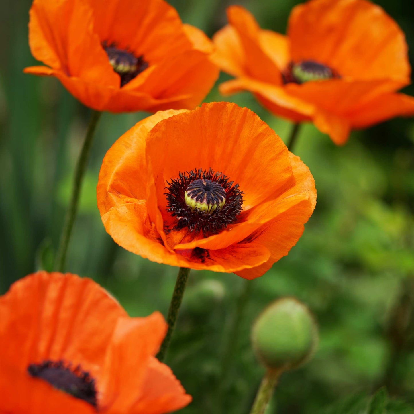 100Pcs Poppy Oriental Mix Flower Seeds Pack